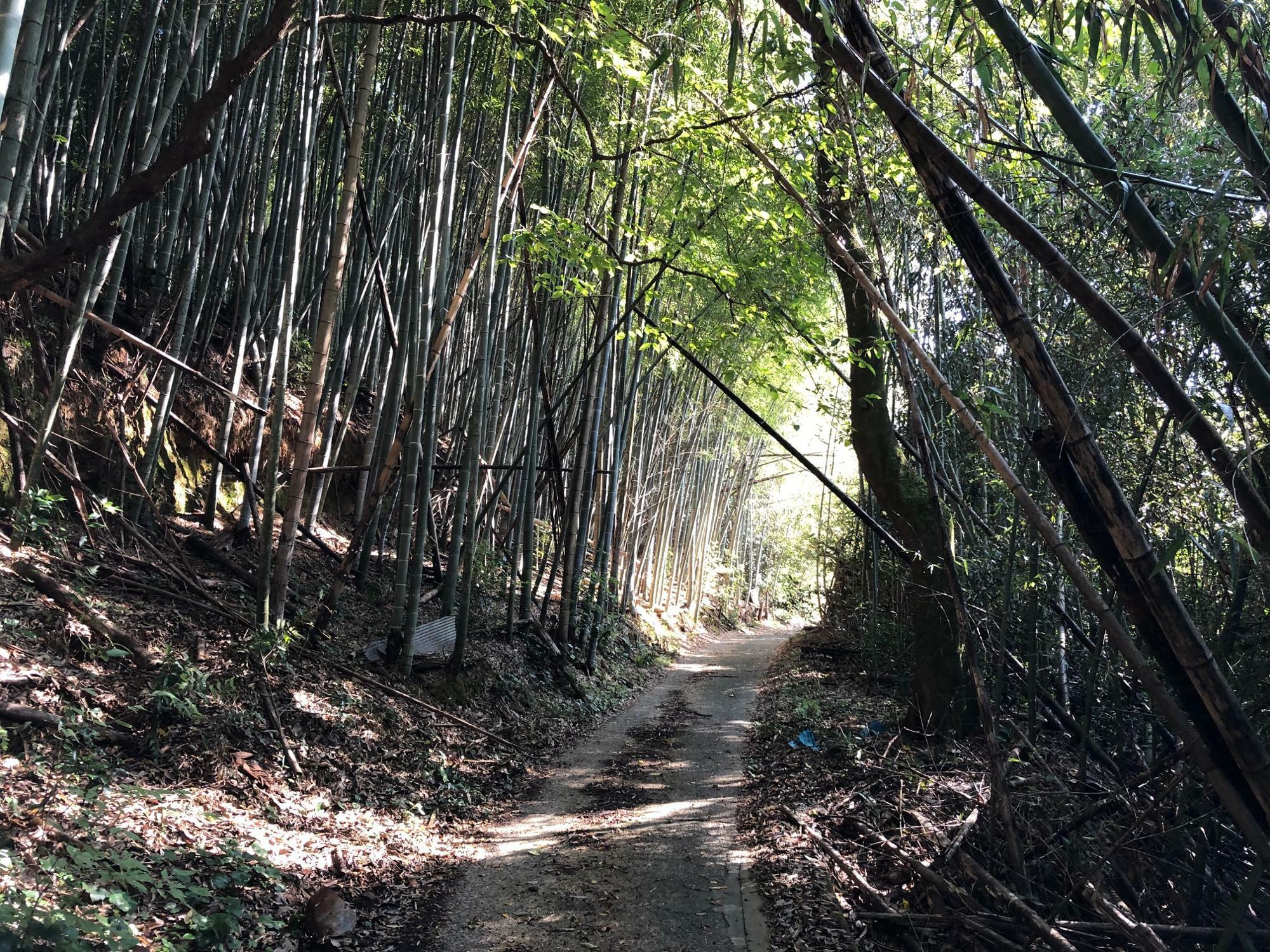 静かな竹林の道
