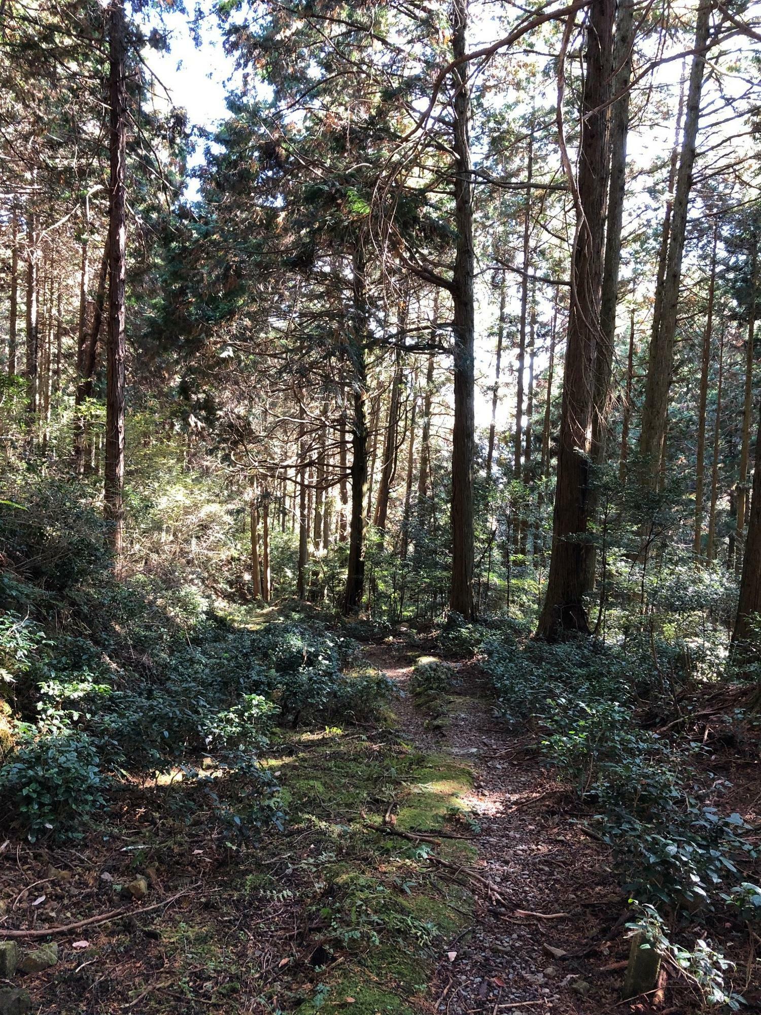 森の中を下る。この先で京都霊園横に出る