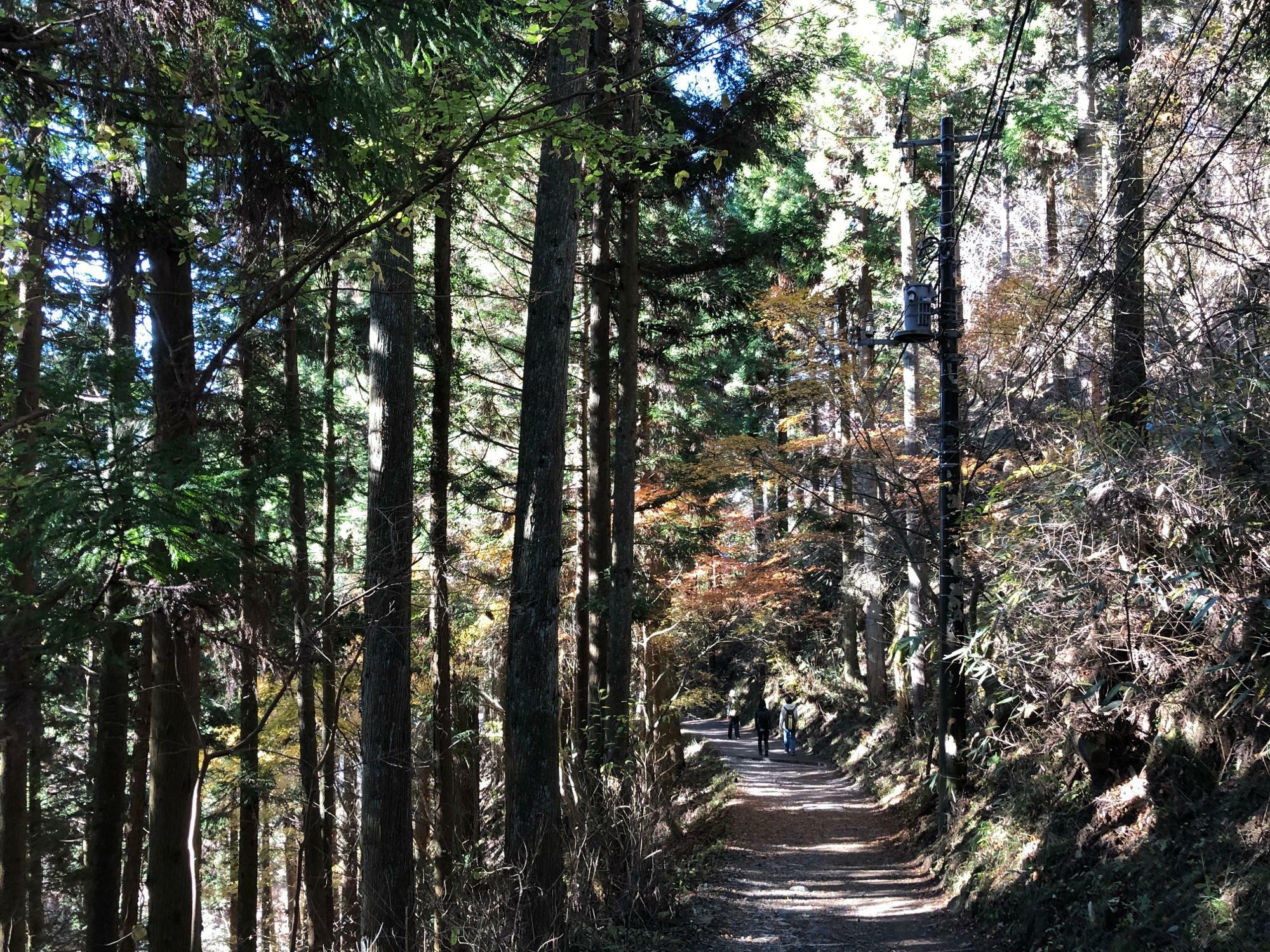 武蔵御嶽神社から先は登山道となる