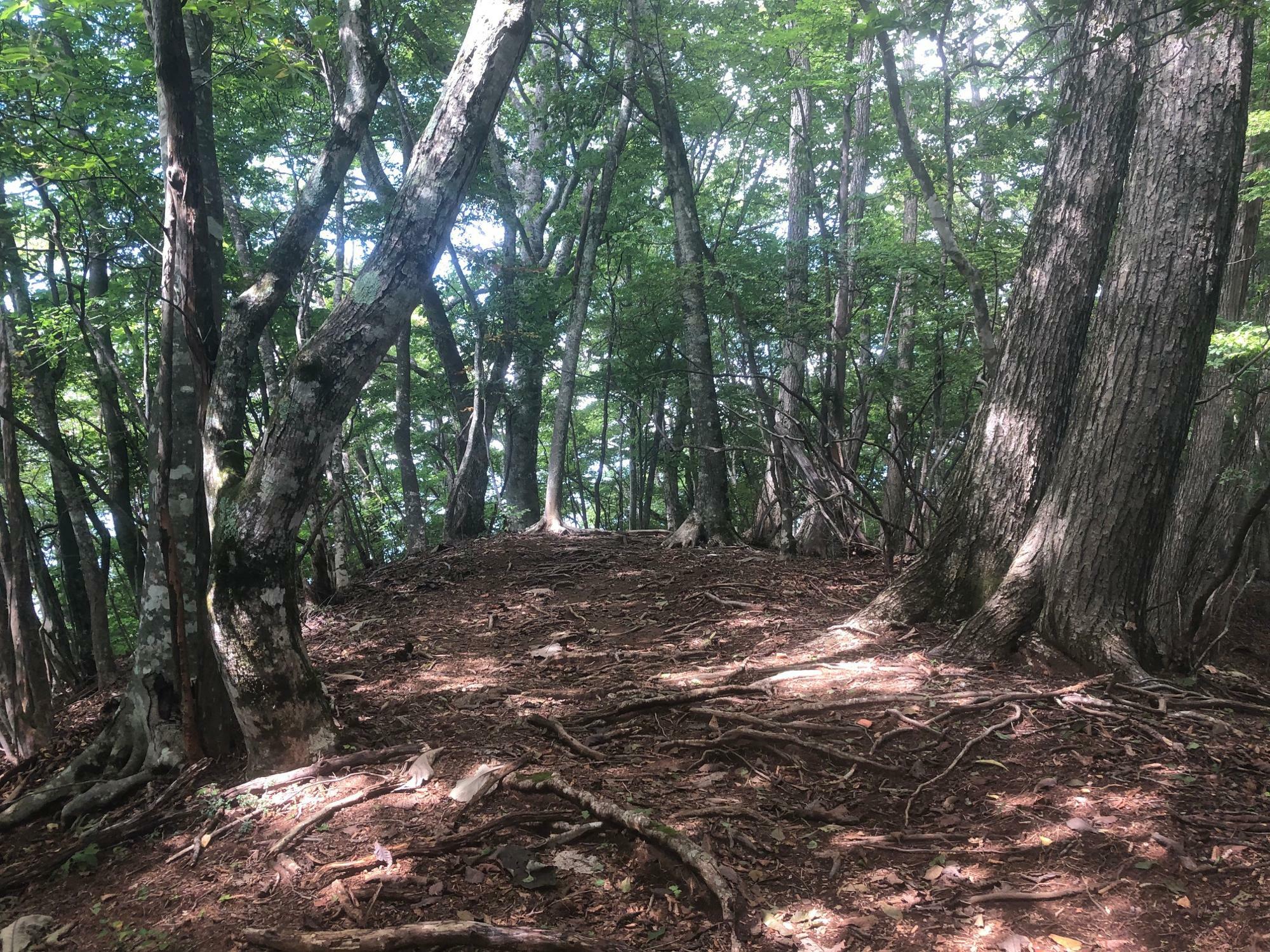 入小沢ノ峰を過ぎると登りは比較的緩やかになります