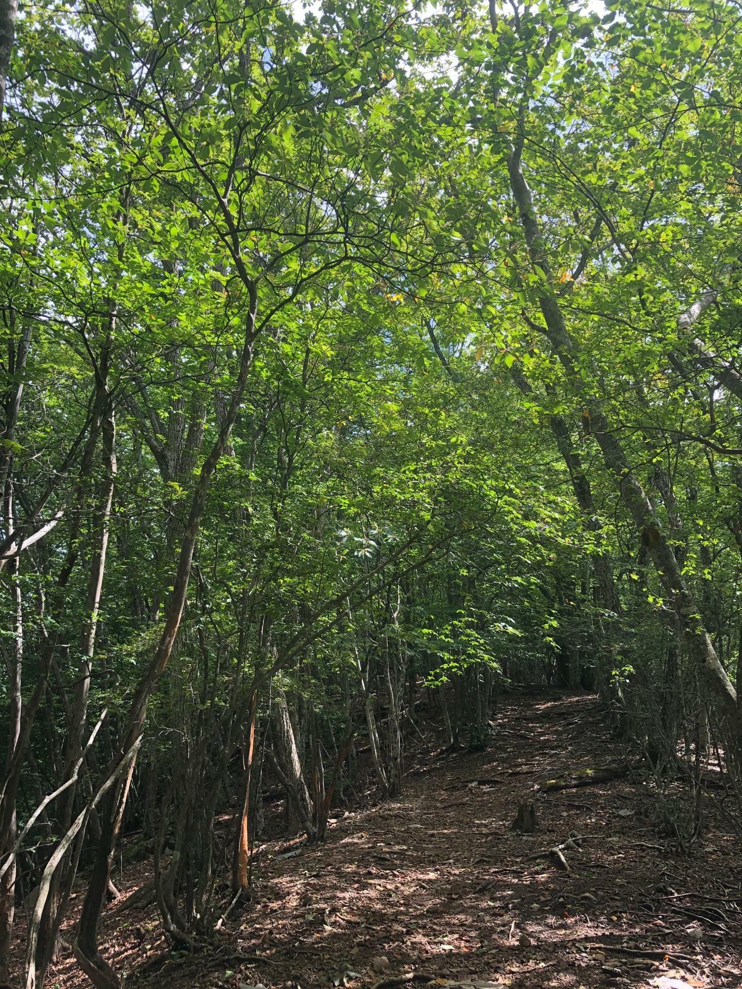 美しいブナの森