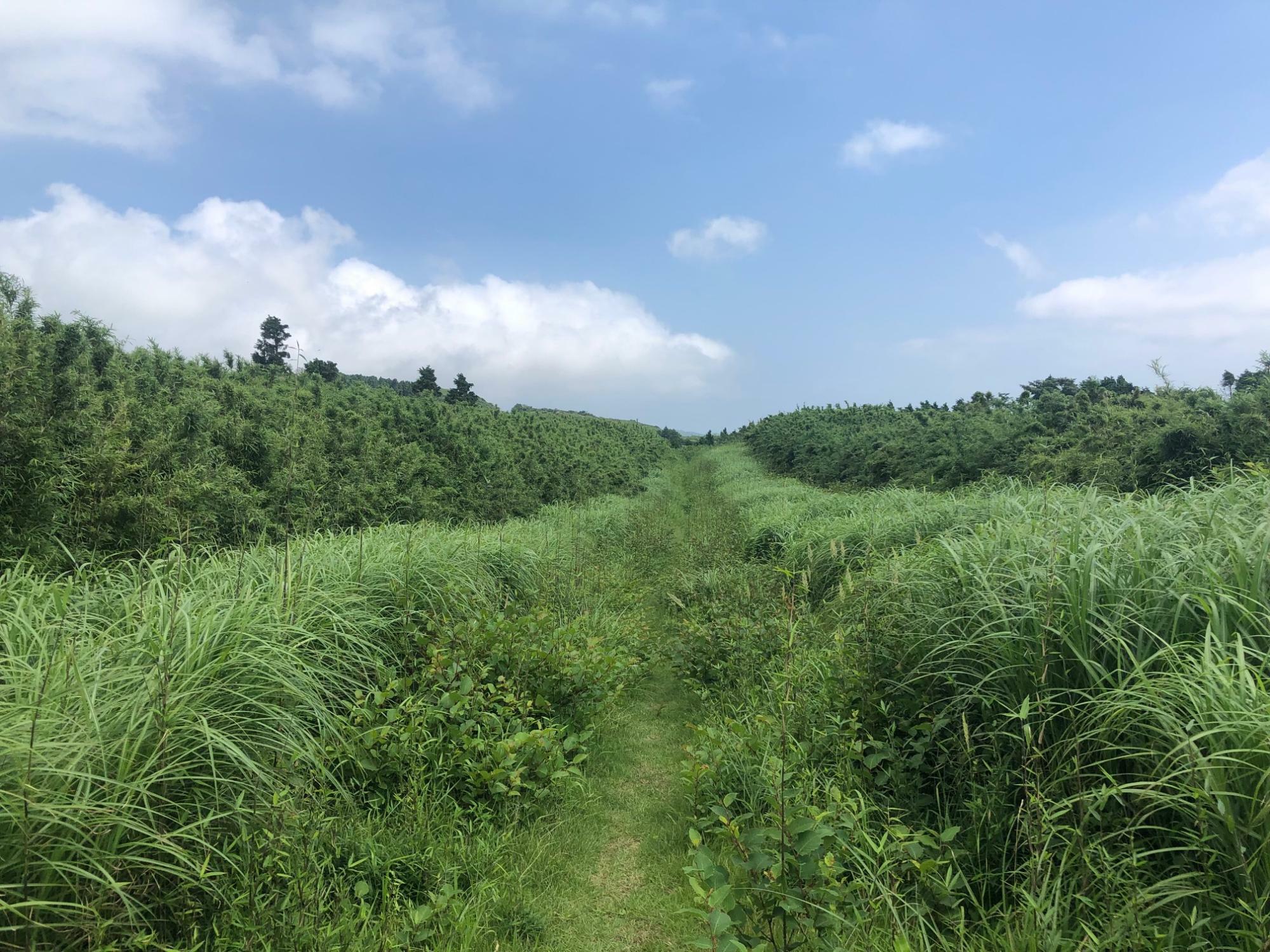 深い草地を突き進む