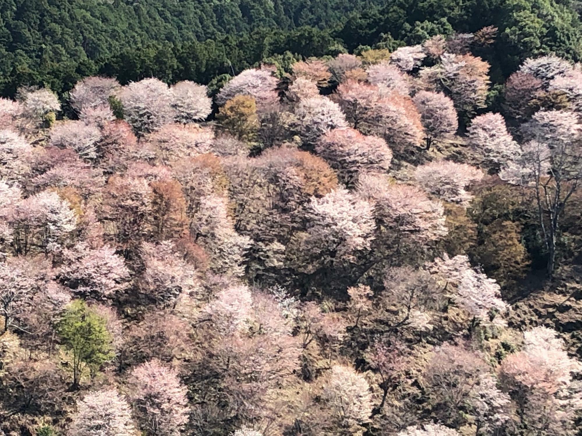 山の斜面を桜が埋め尽くします