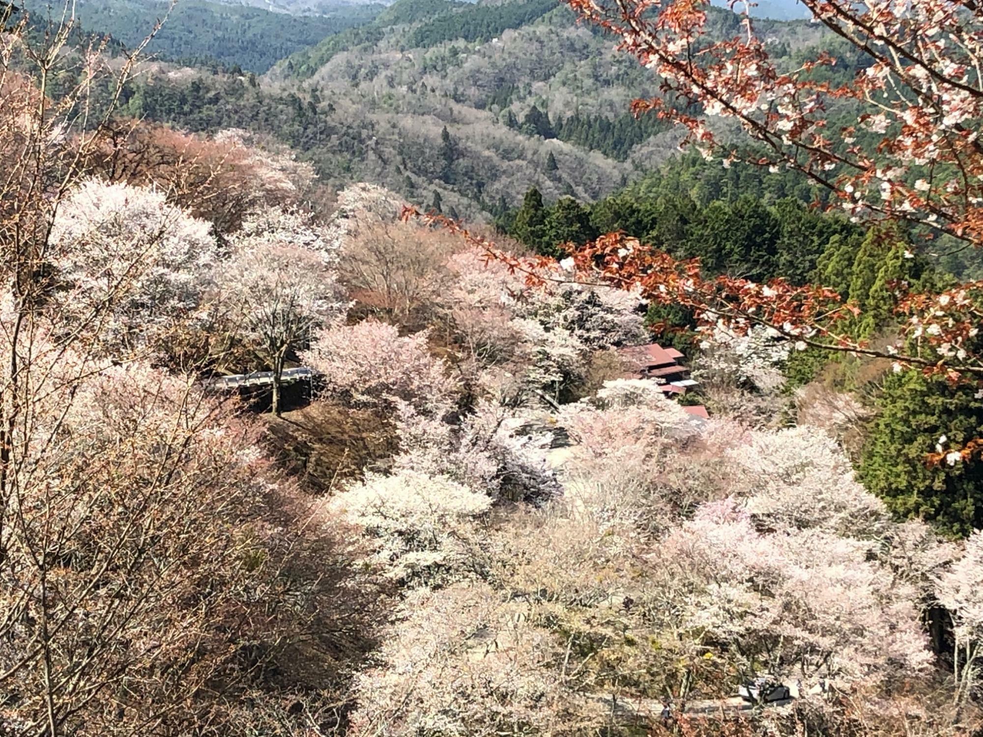 谷を覆う桜の森