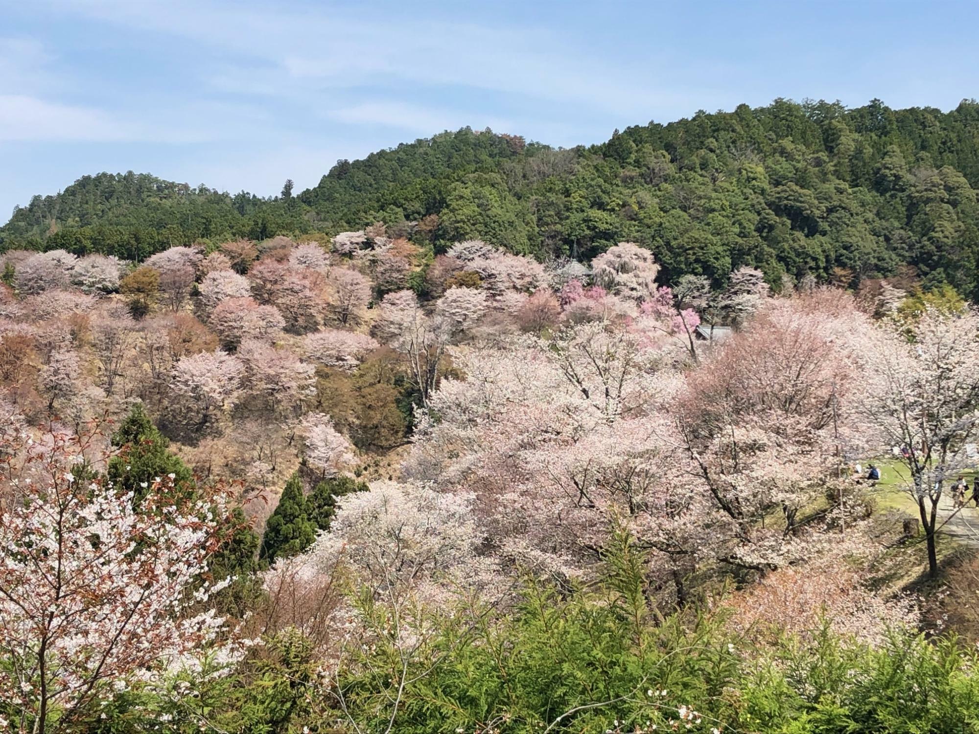 山と谷に溢れかえる桜