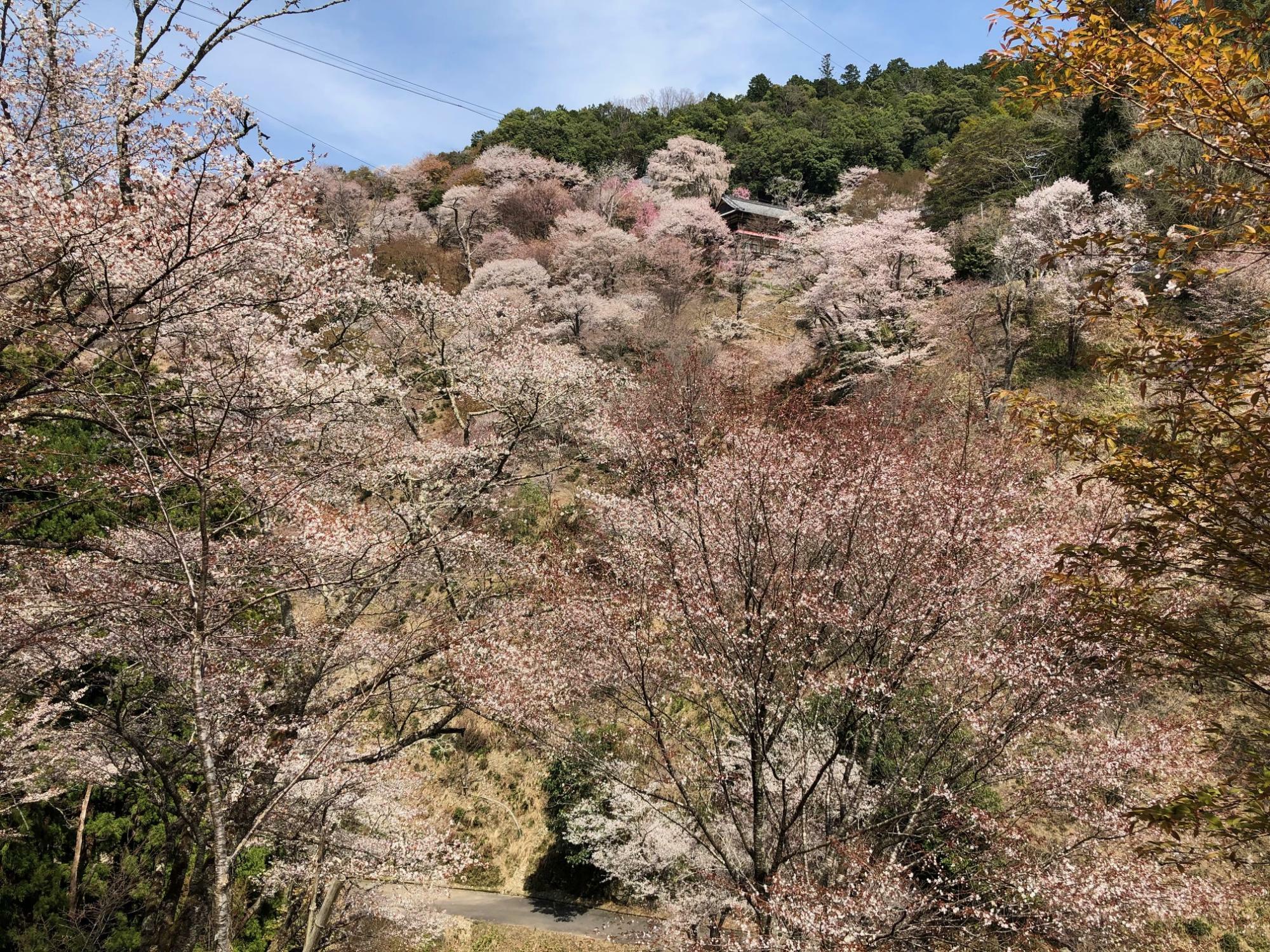 五郎平茶屋跡では四方八方を桜に囲まれます。360度の一面の桜の世界
