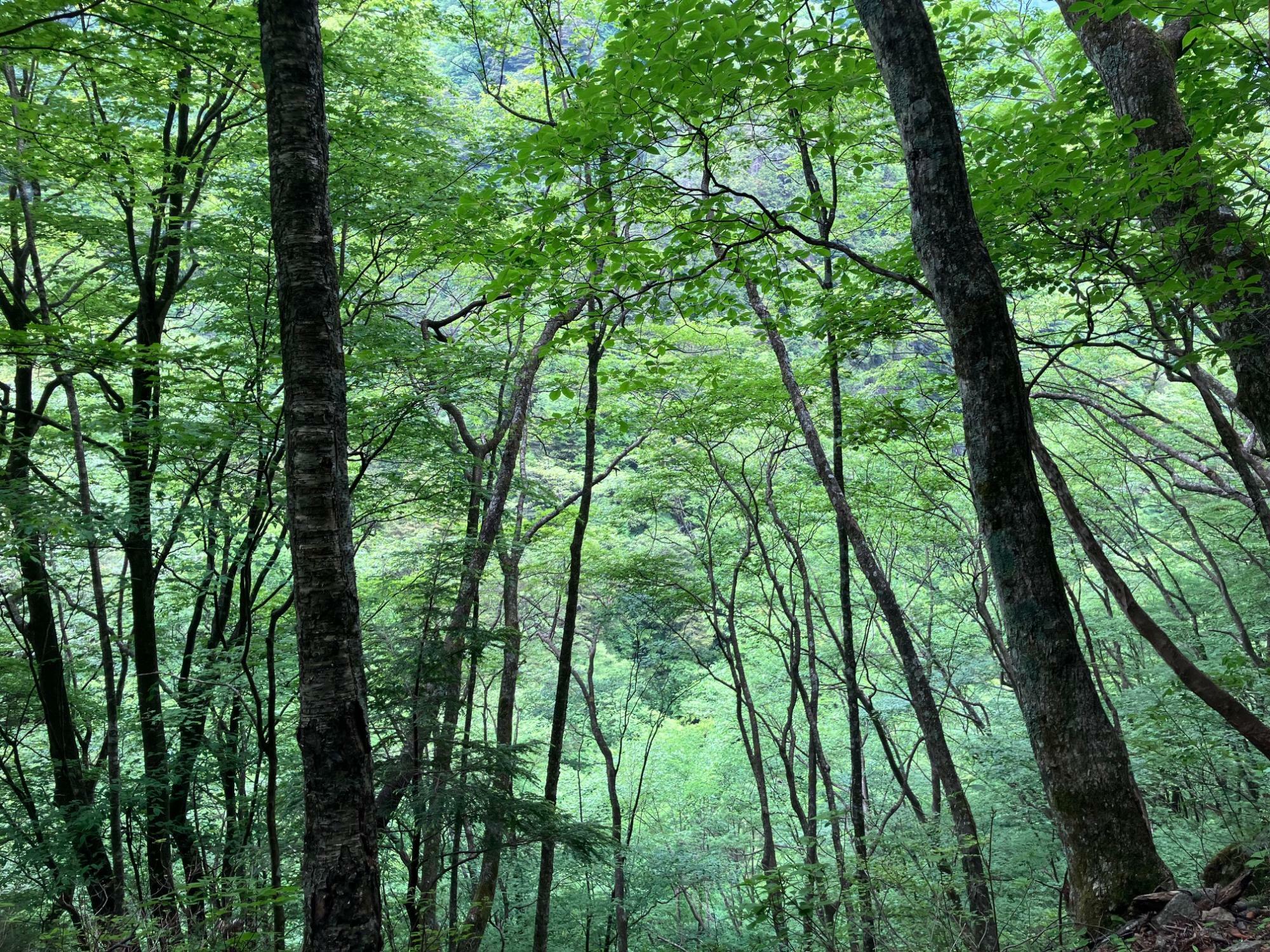 静かな新緑の森のなかを進む