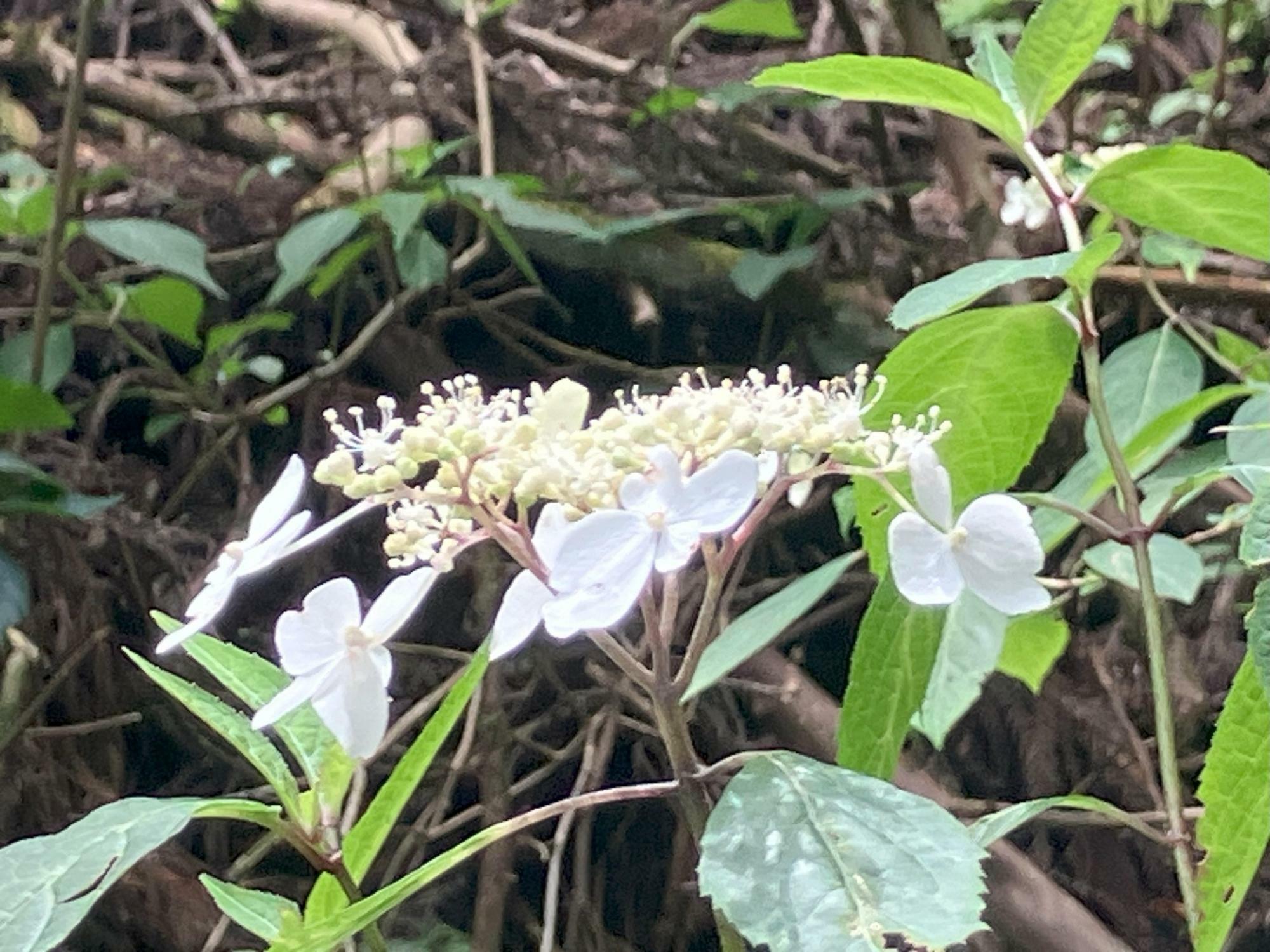 可憐なアジサイの花