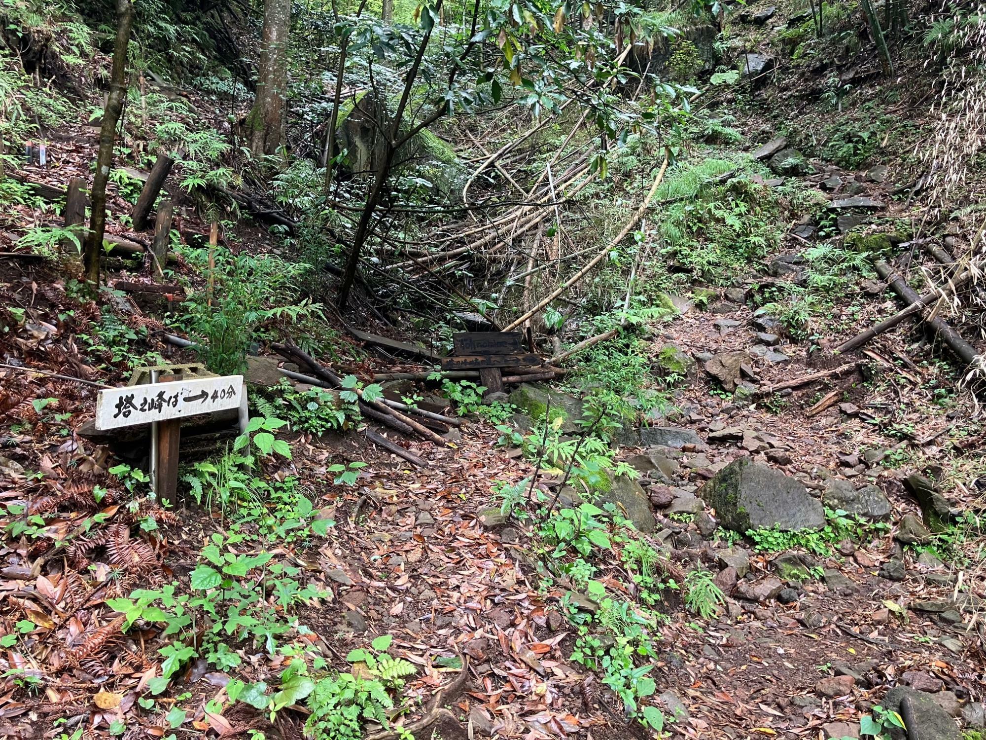 阿弥陀寺の裏手から塔ノ峰への山道に入る