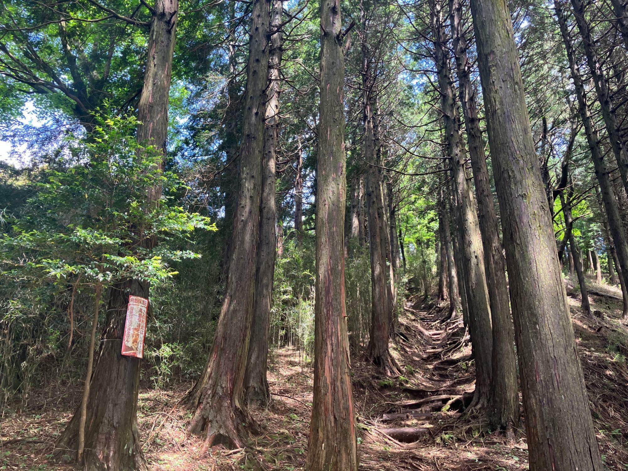 そこそこ直登の明星ヶ岳への登山道