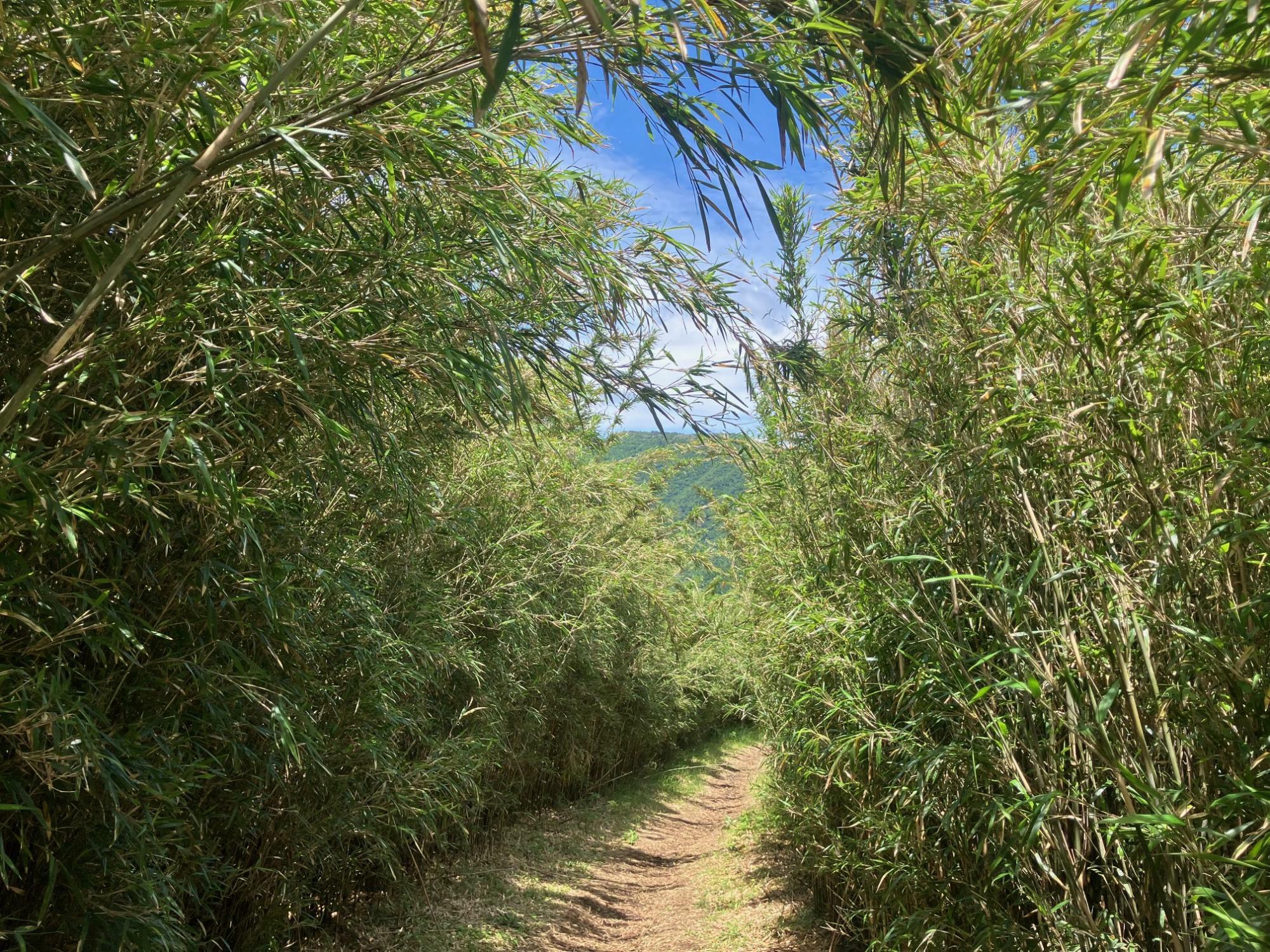 両側から覆いかぶさるようなササダケの登山道