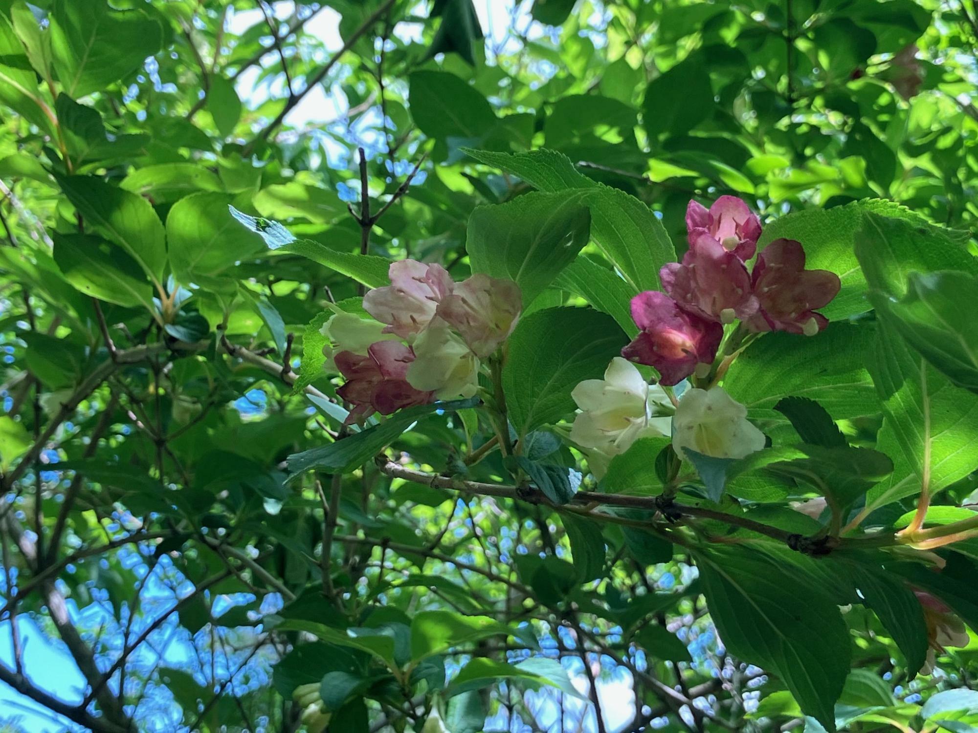 ニシキウツギかハコネウツギか　このあたりは季節になるとウツギが多く花を咲かせています