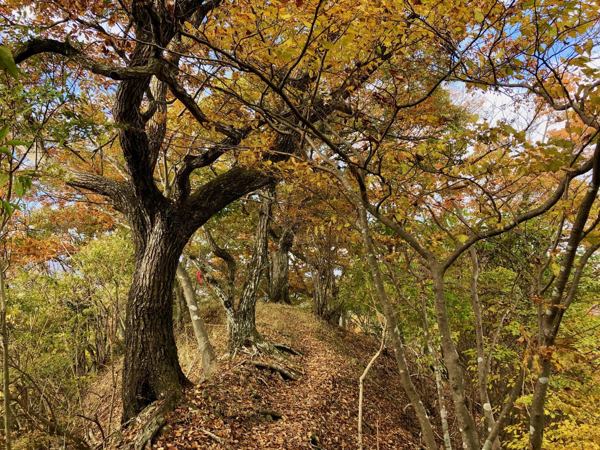 紅葉の尾根道を進む