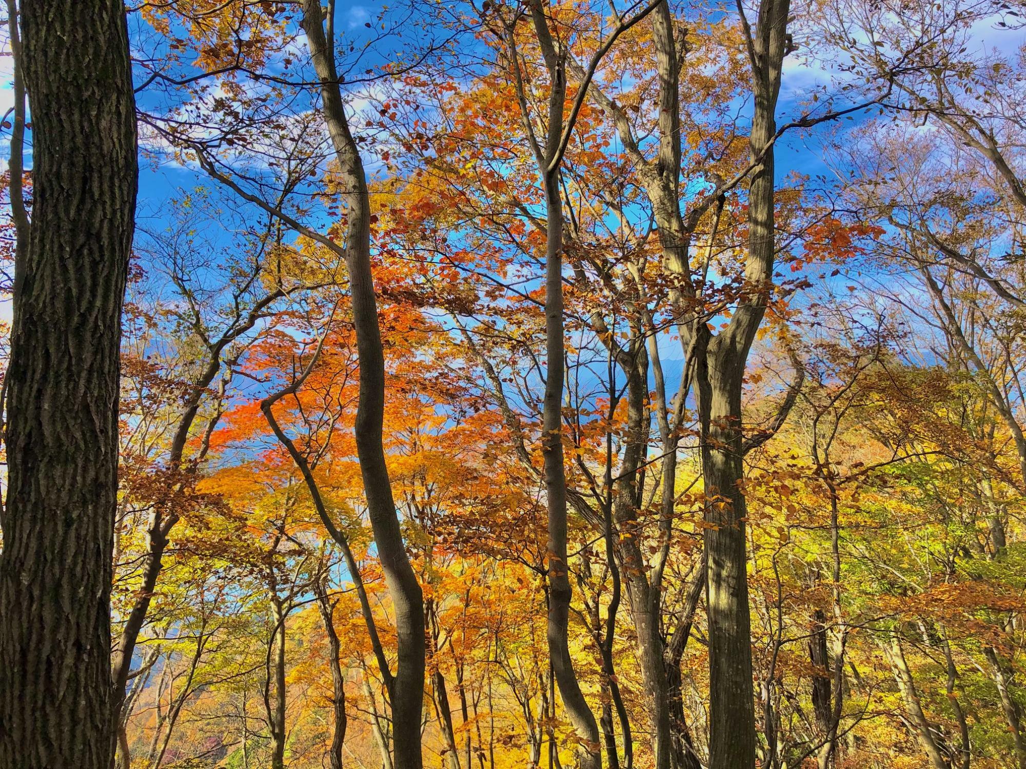 紅葉の森と青空