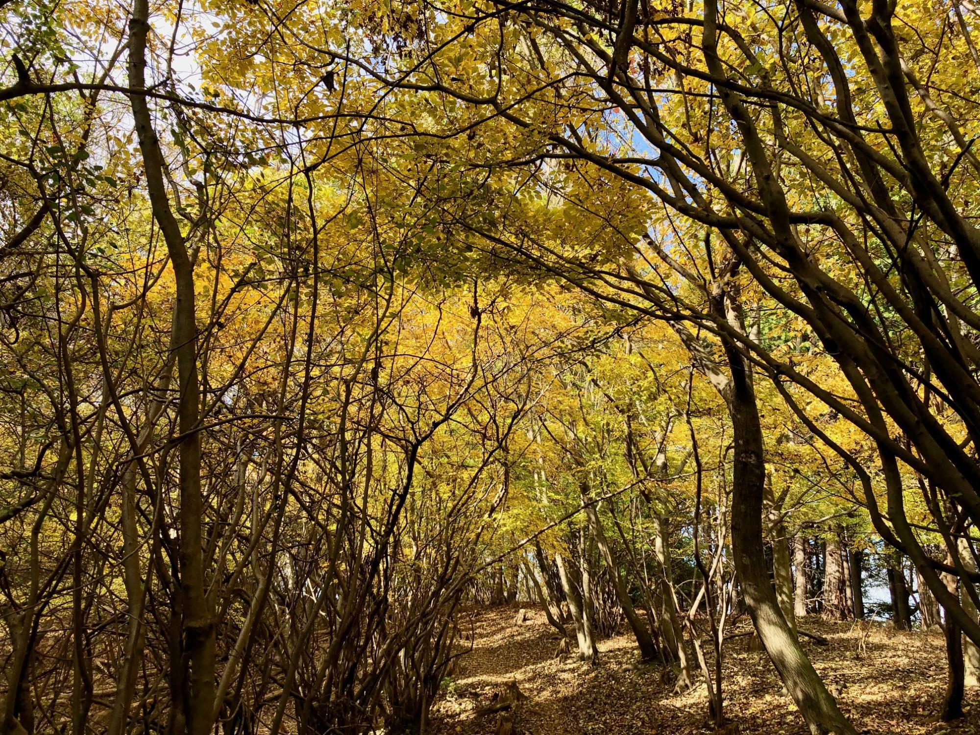 紅葉のトンネル