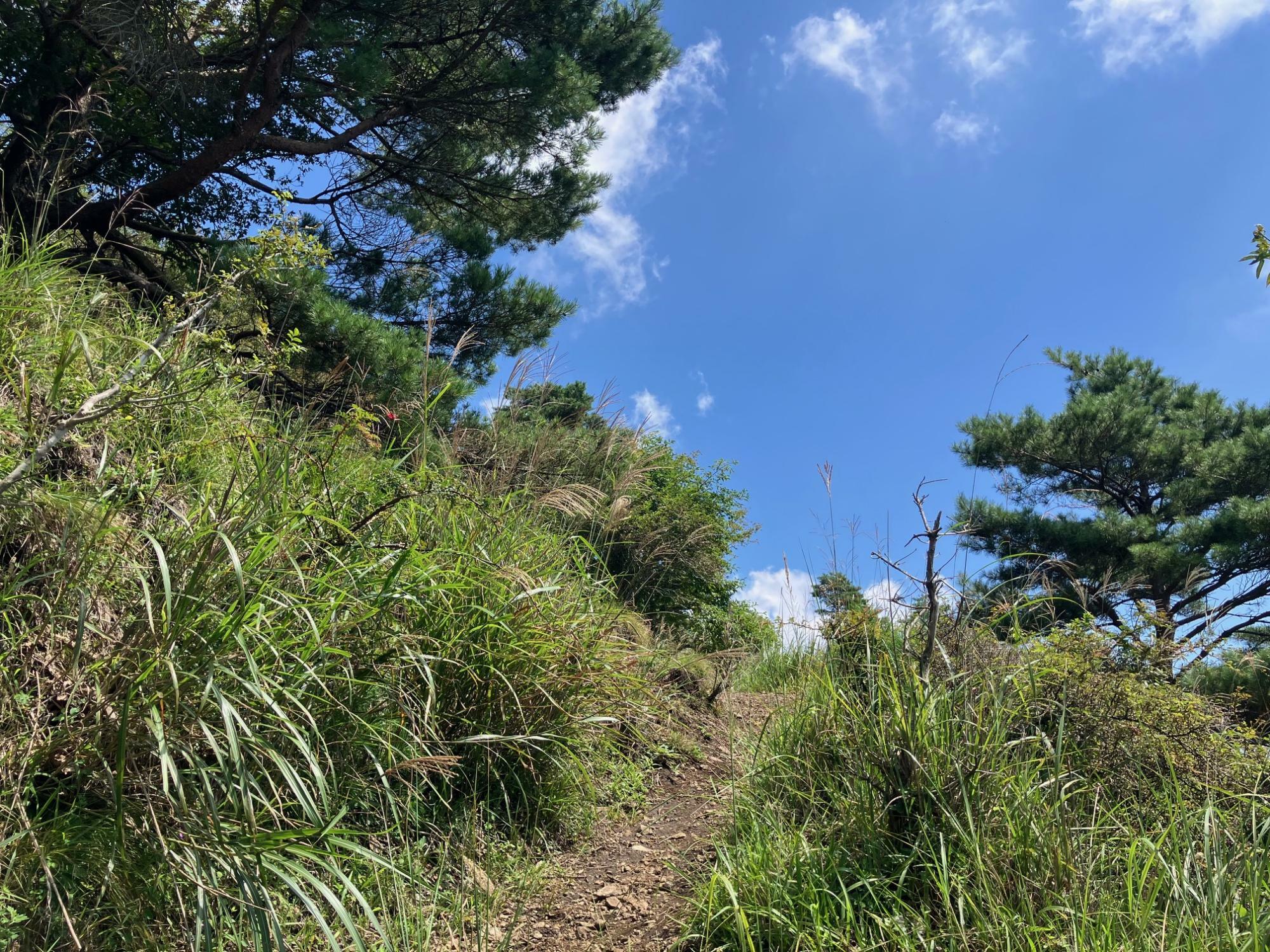 樹林が切れてススキの斜面になるともうすぐ毛無山頂上