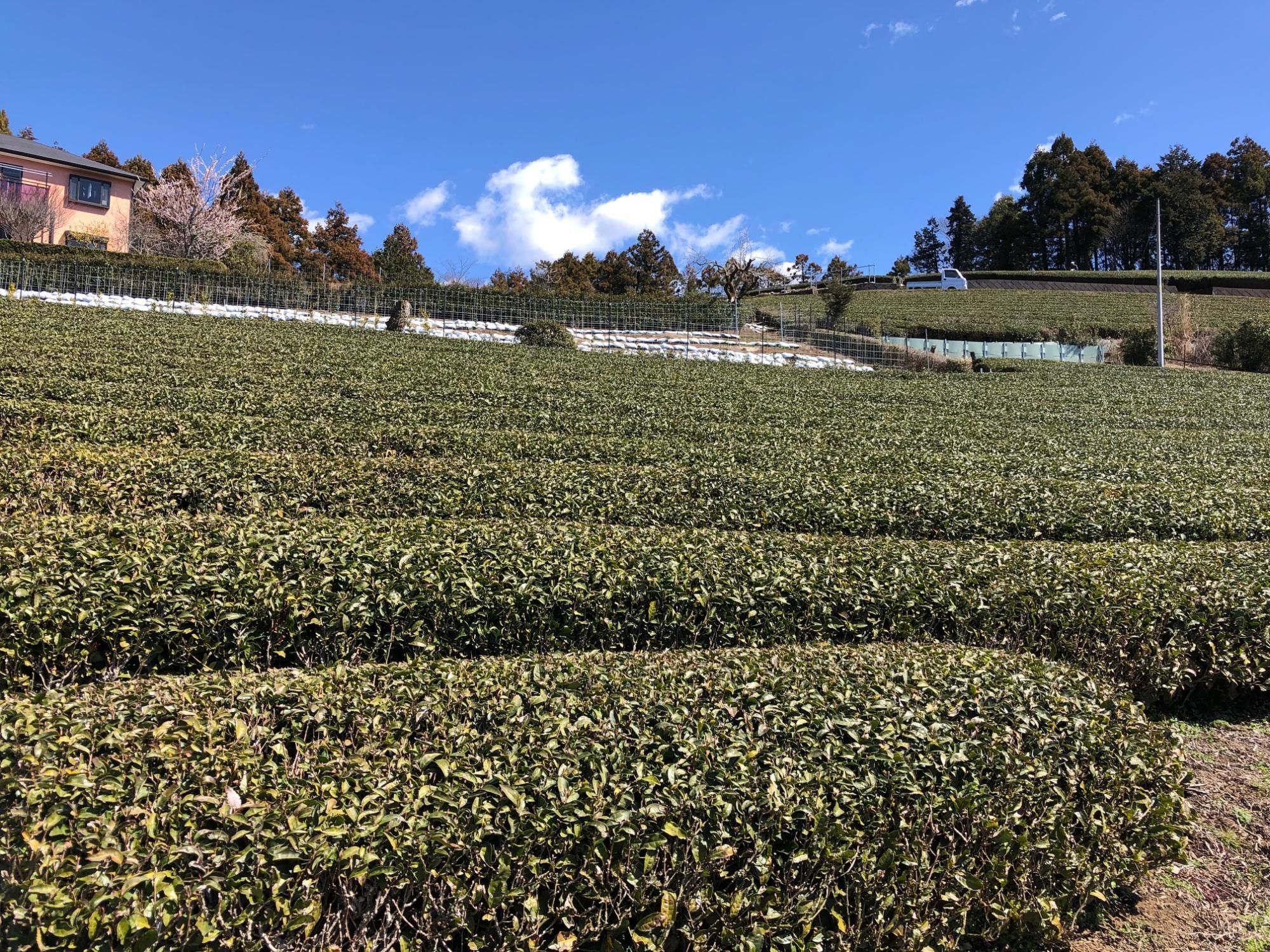 銘茶・山北茶の茶畑でしょうか