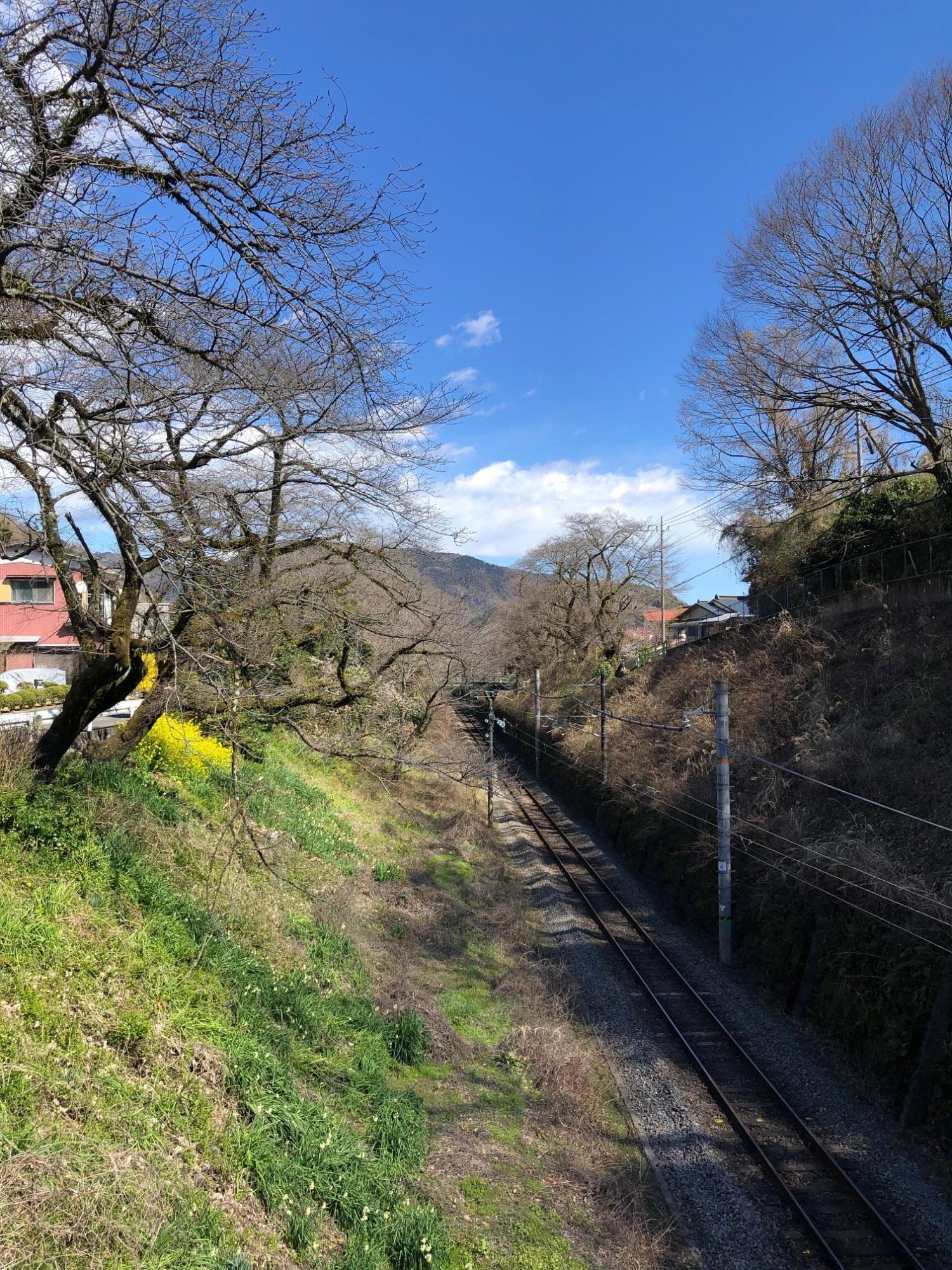 御殿場線の両脇には桜が植栽されています。土手には菜の花がたくさん咲いています