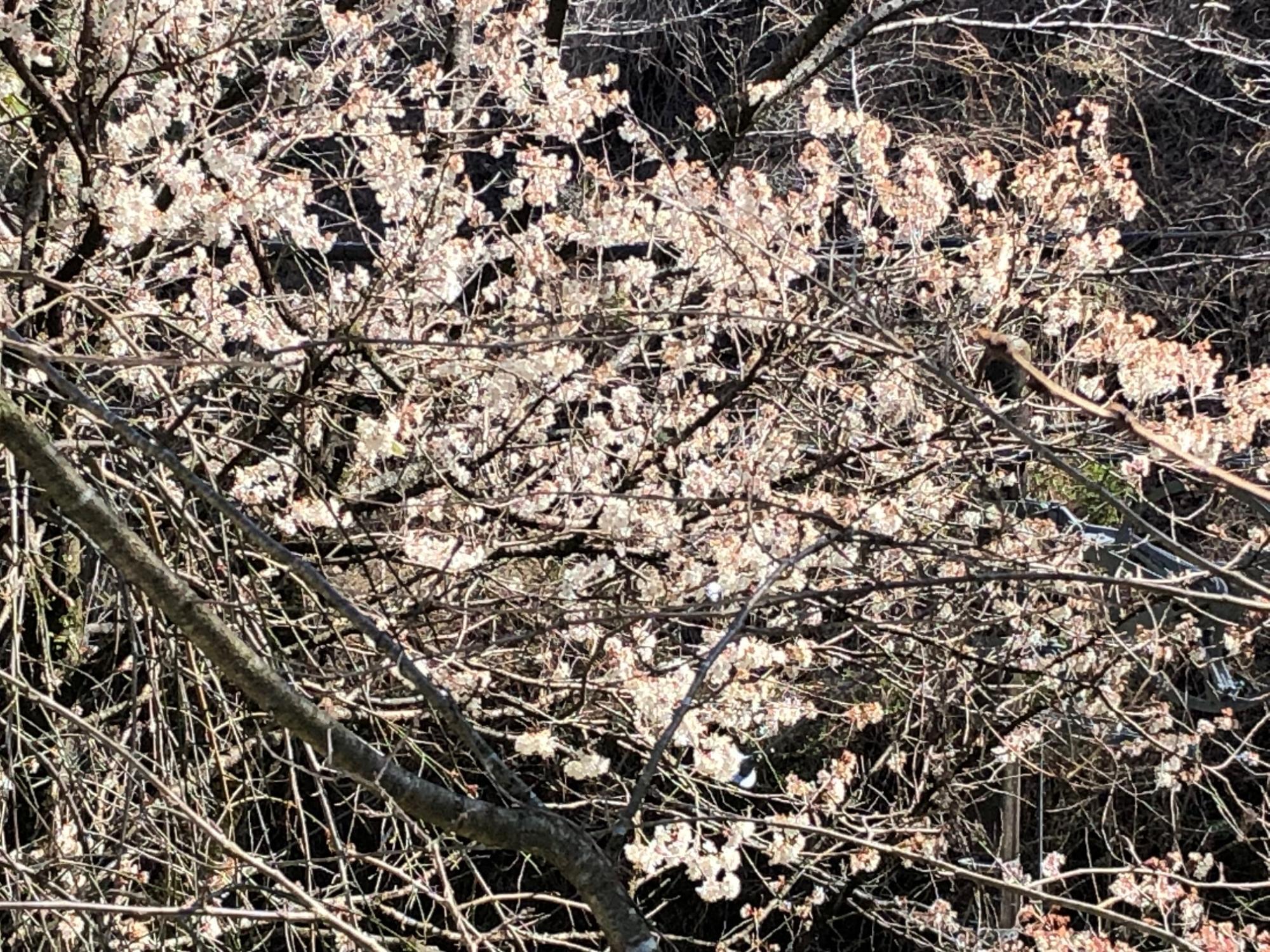 一足早く咲いた桜