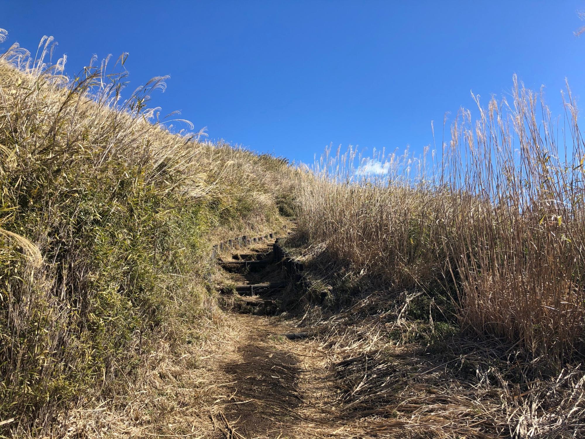 ススキ原のなかの登山道を大野山頂上を目指して登っていきます