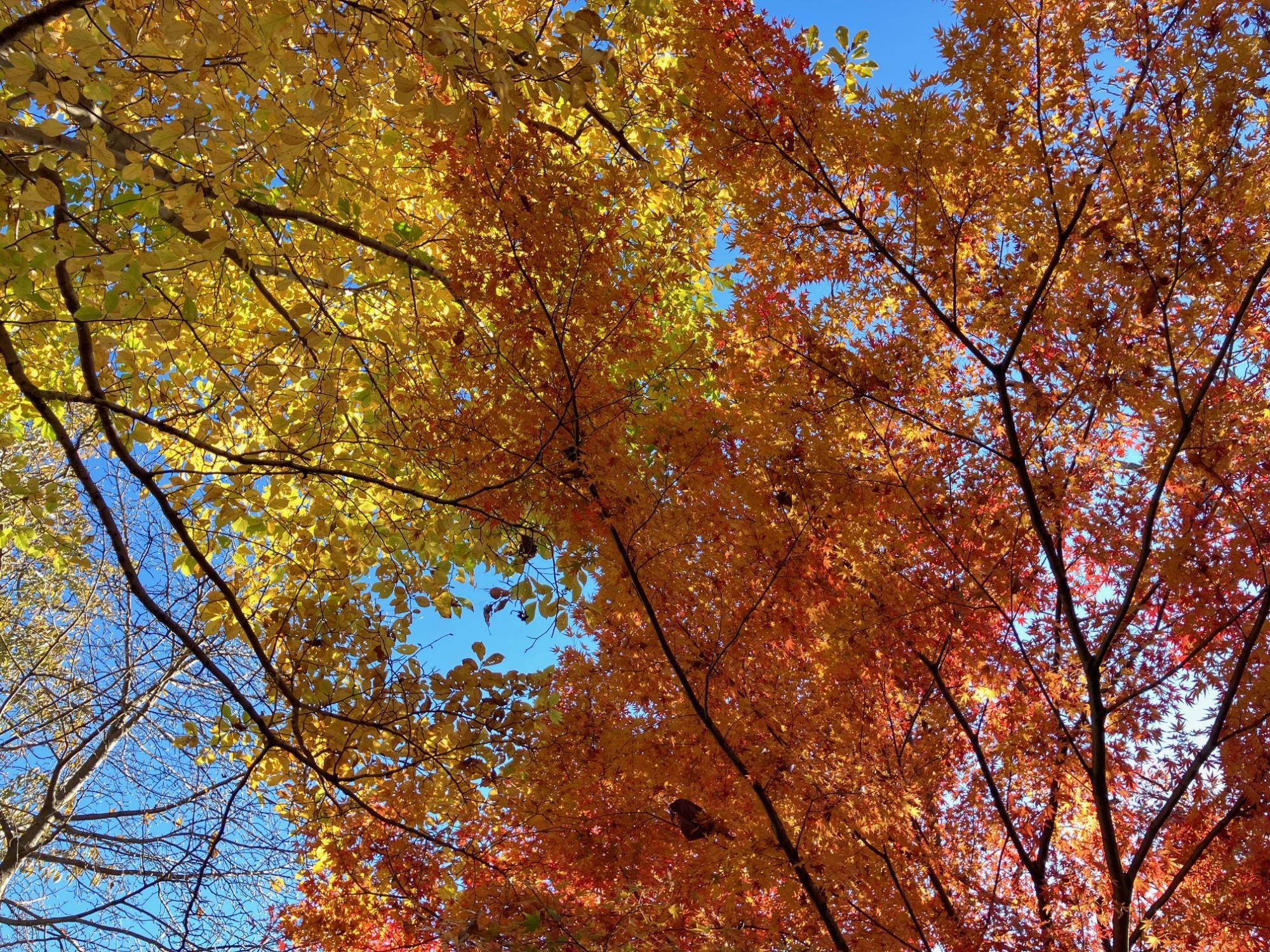 紅葉と黄葉のグラデーション