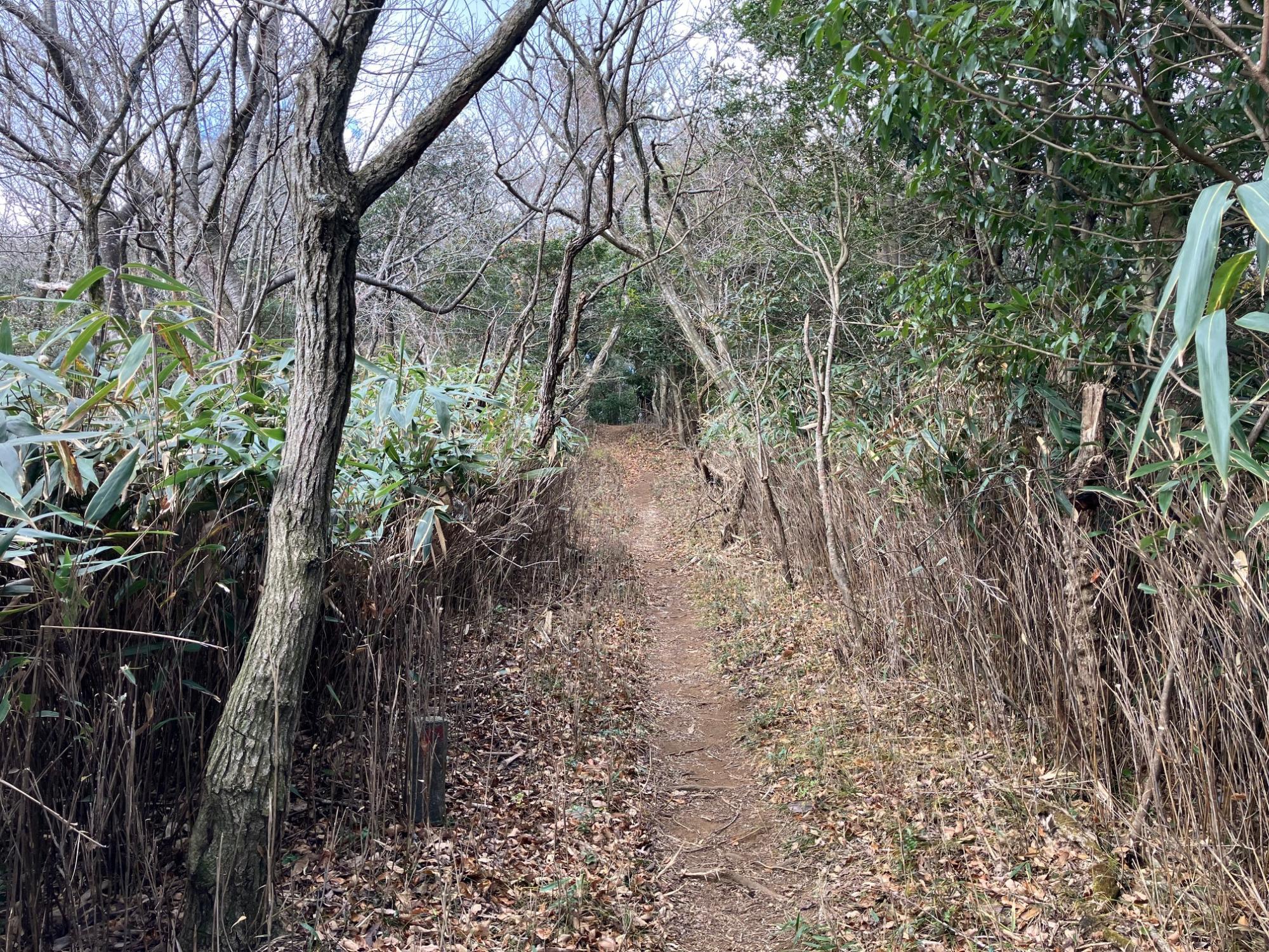 ササダケの登山道となるもうすぐ巣雲山の山頂