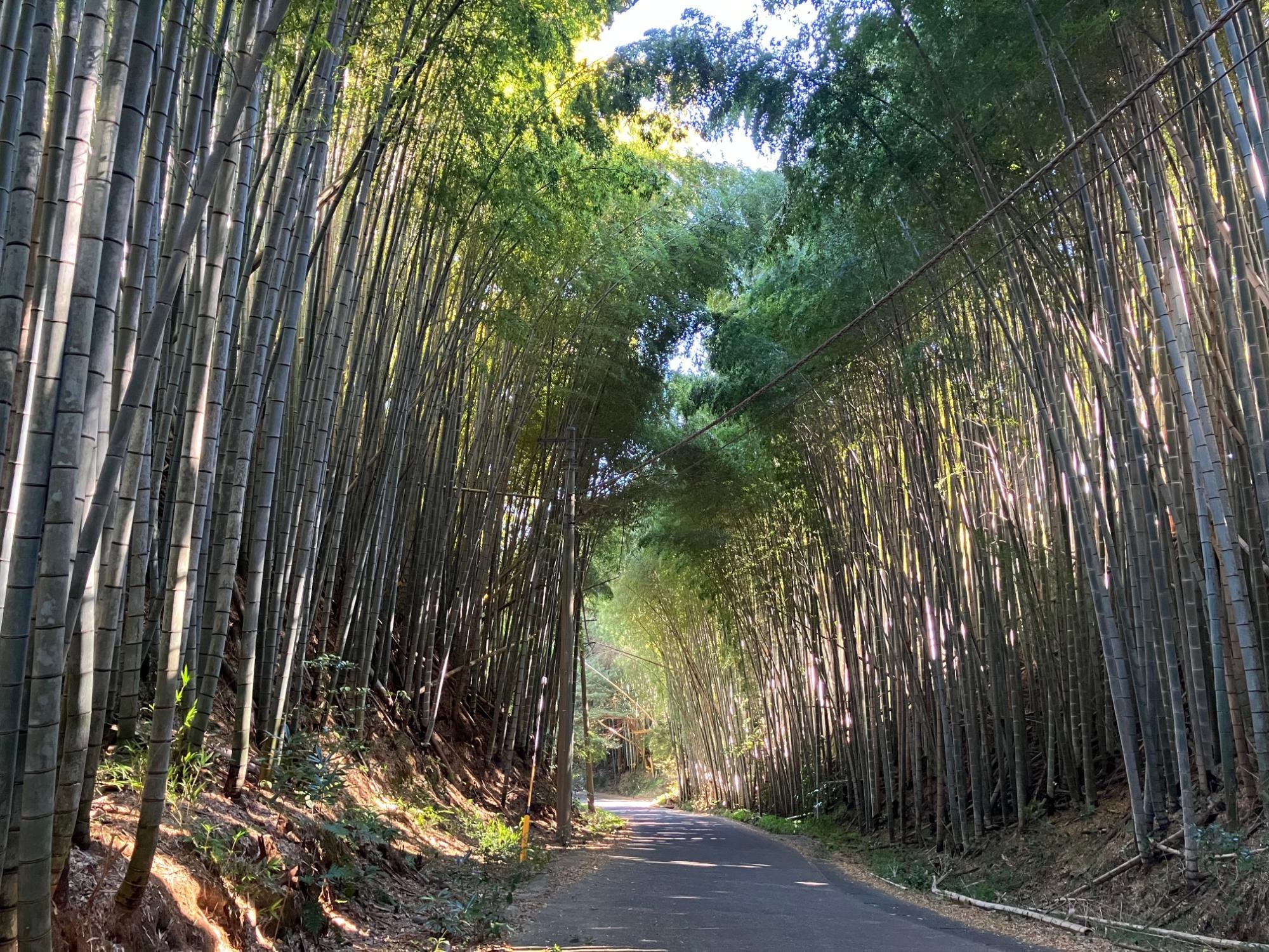 大きな竹林を抜けていく