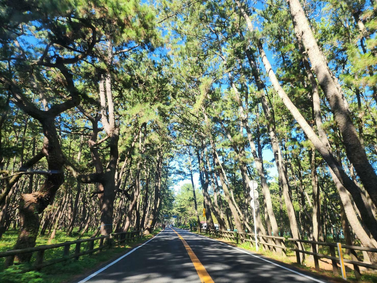 福岡方面から二丈浜玉道路、木漏れ日が心地よい虹の松原を通り唐津市街へとGOGO！　この先に絶品ラーメンが待つ