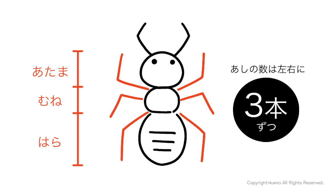 ※位置と本数以外はデフォルメしています