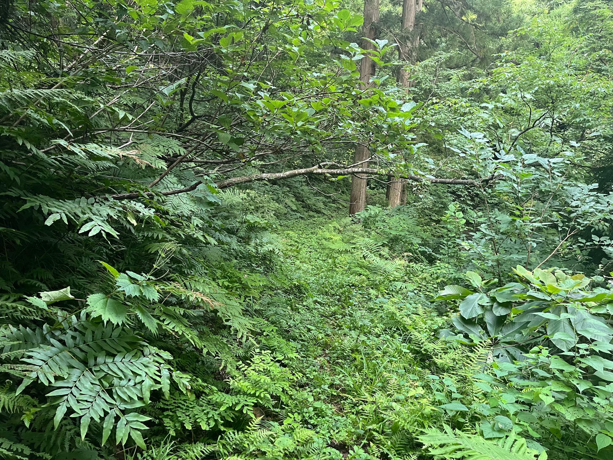 滝までの道中は山道だ