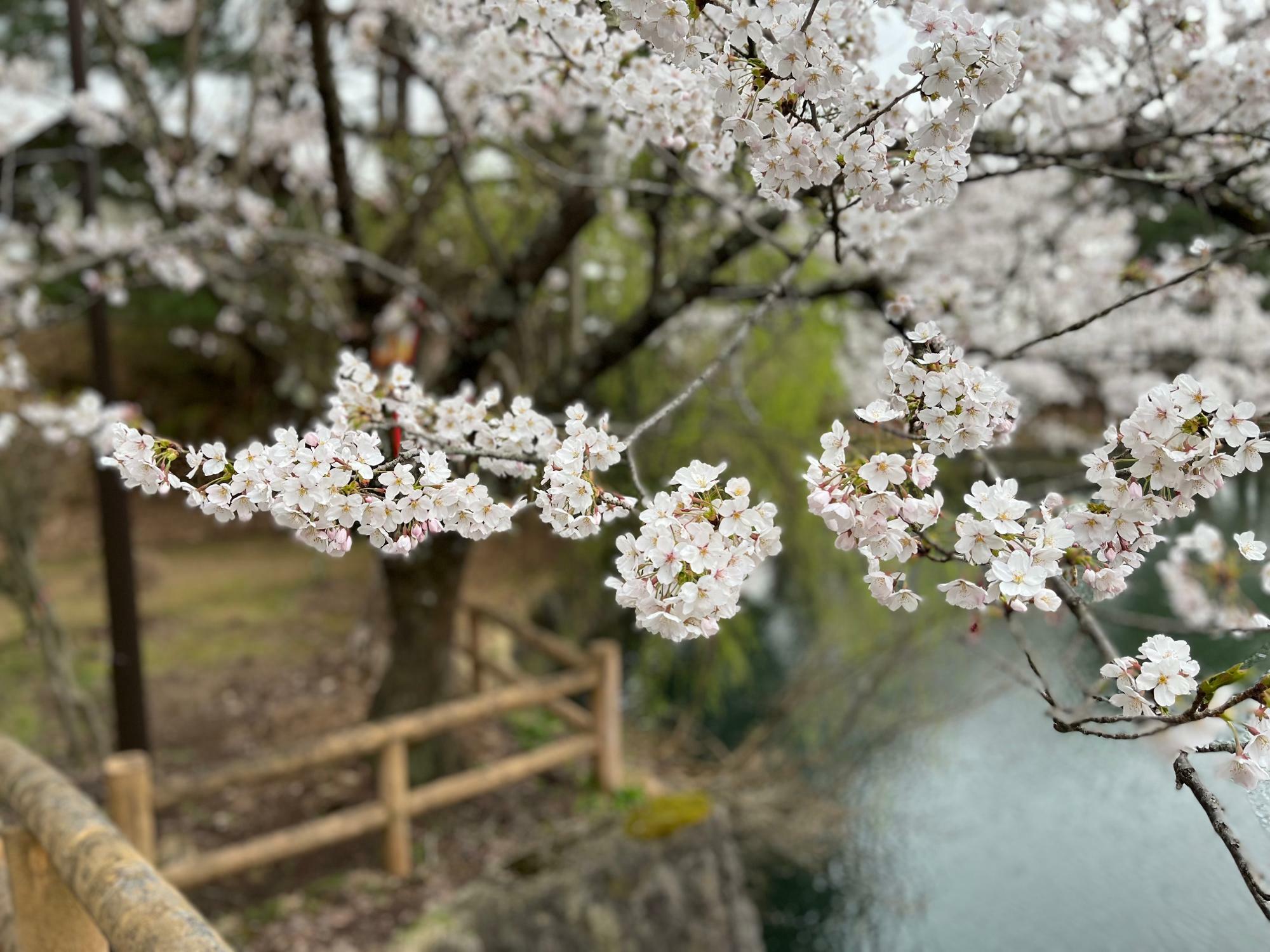 お花見は県内屈指の桜の名所『真人公園』へGO！