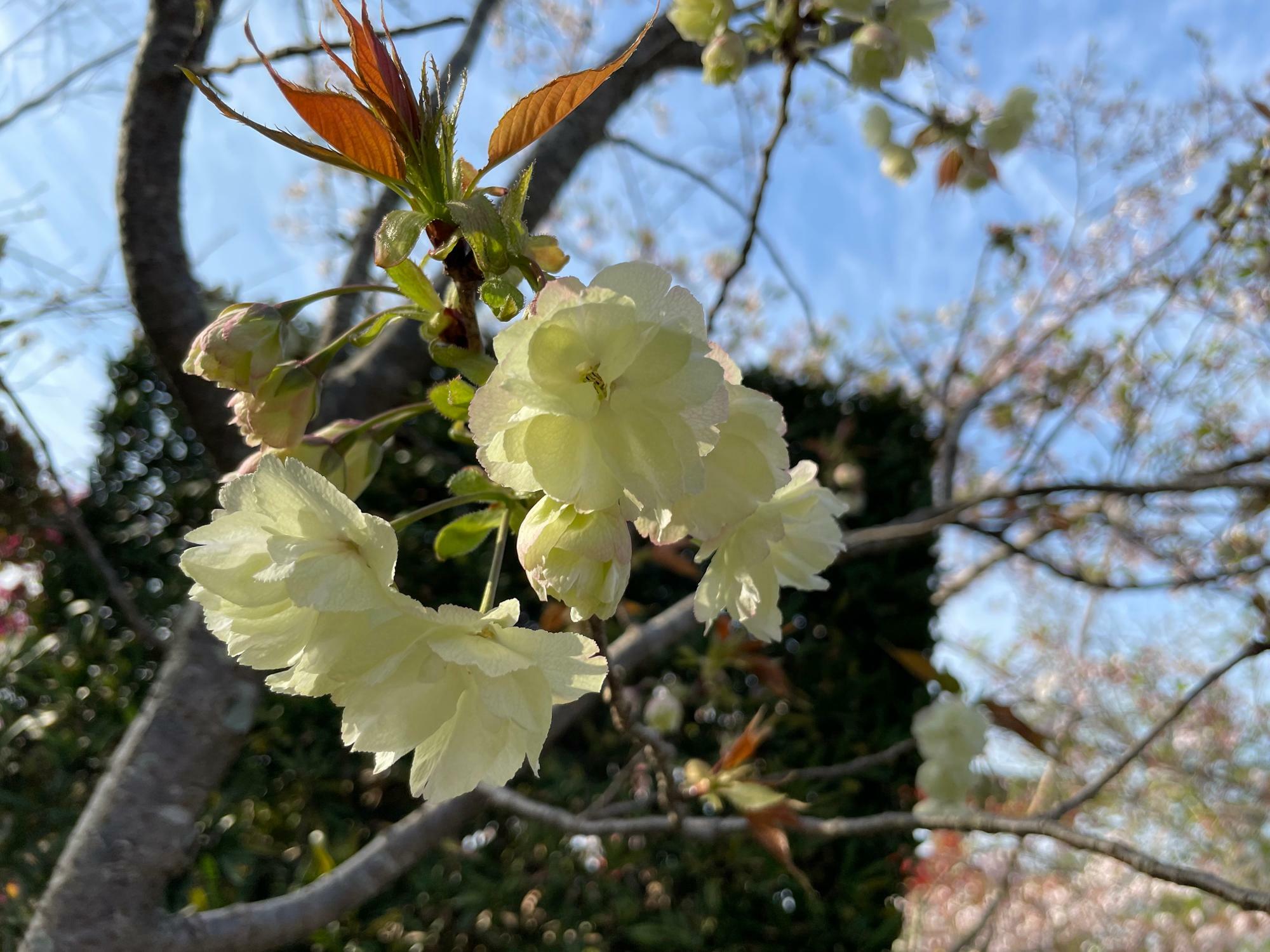 「御衣黄桜」２０２２年４月６日(水)現在の咲き具合です。