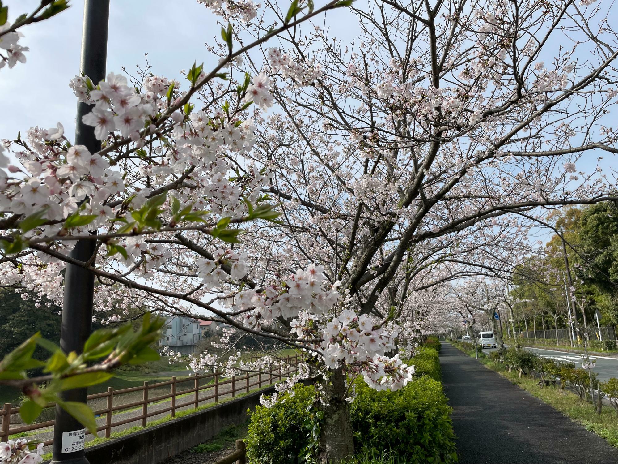 アイプラザ豊橋前の桜並木