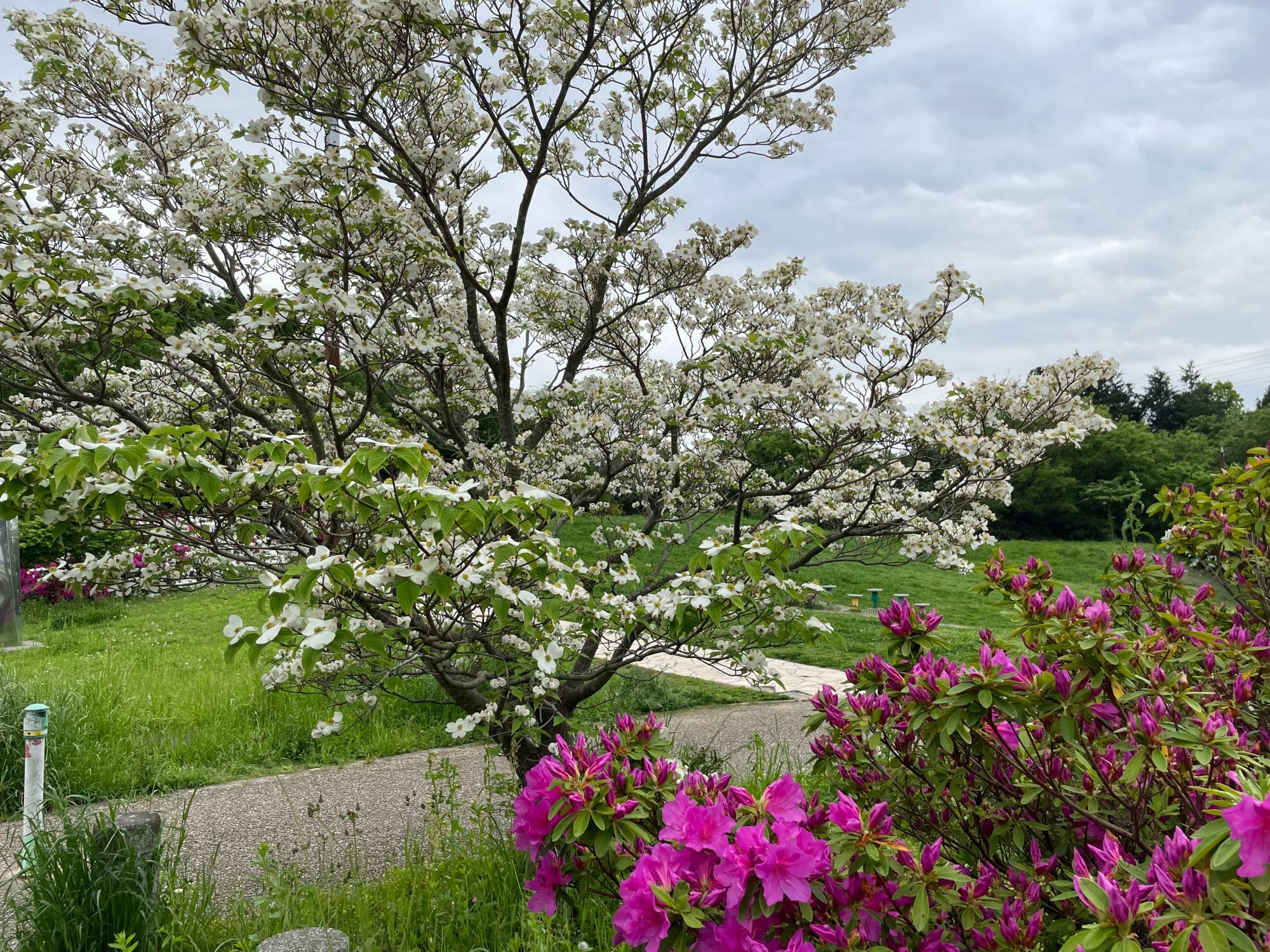 ハナミズキとつつじの花