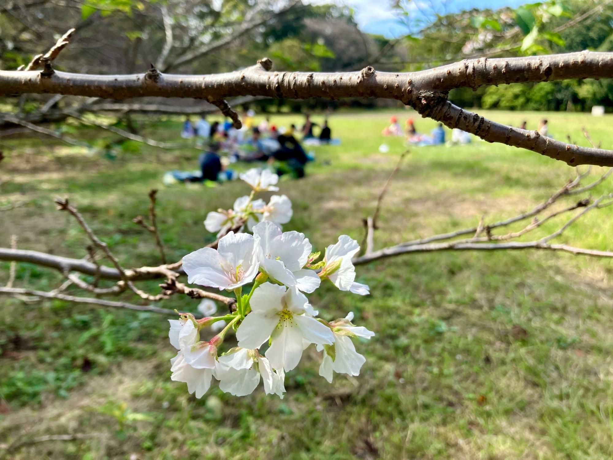 砧公園の桜（10 月 11 日撮影）