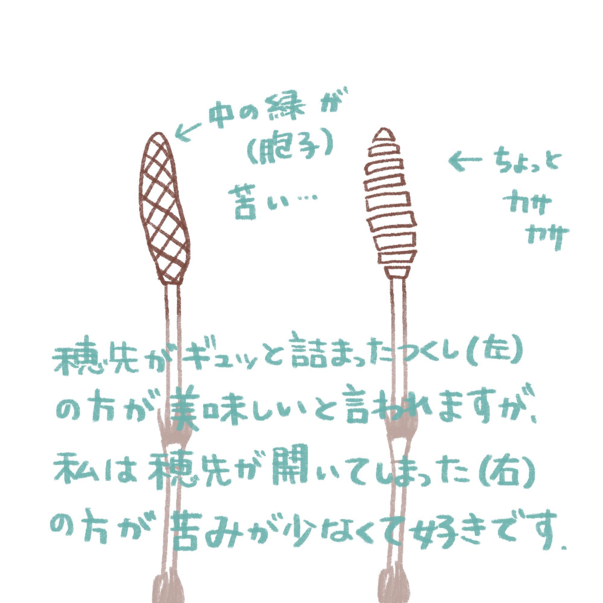 子供の頃は春になるとよく祖母とつくし採りをしました。はかまを取るのは私の仕事。おひたしにしてもらって、その日の晩御飯になりました。