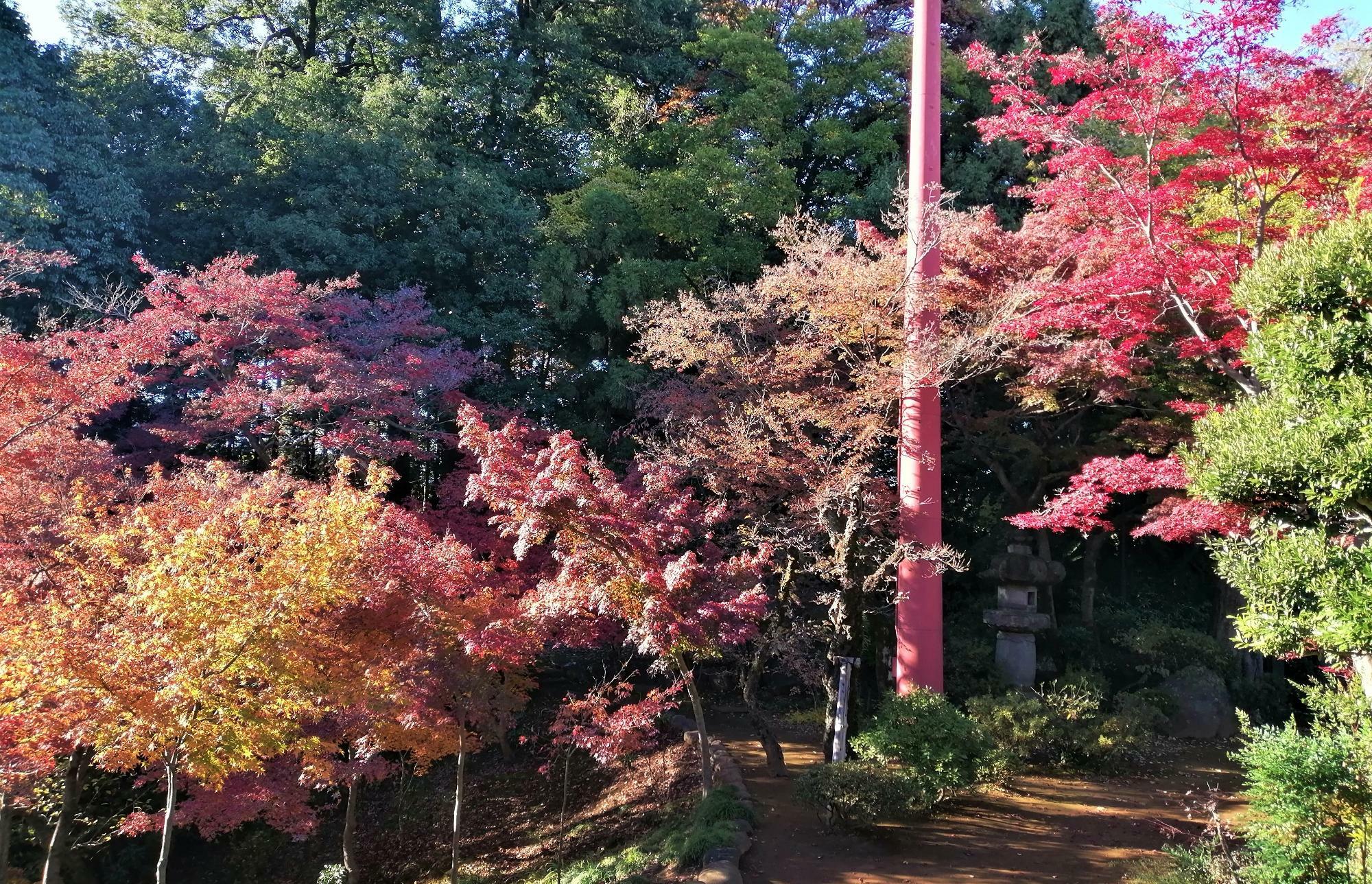 客殿奥の紅葉した木々　11月24日現在
