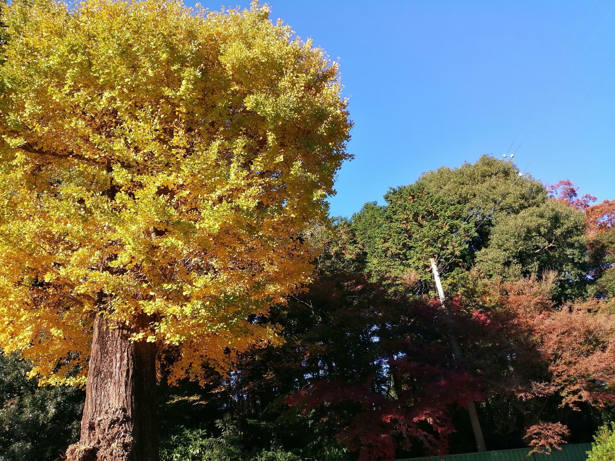 喜多院公園のイチョウの木　11月24日現在