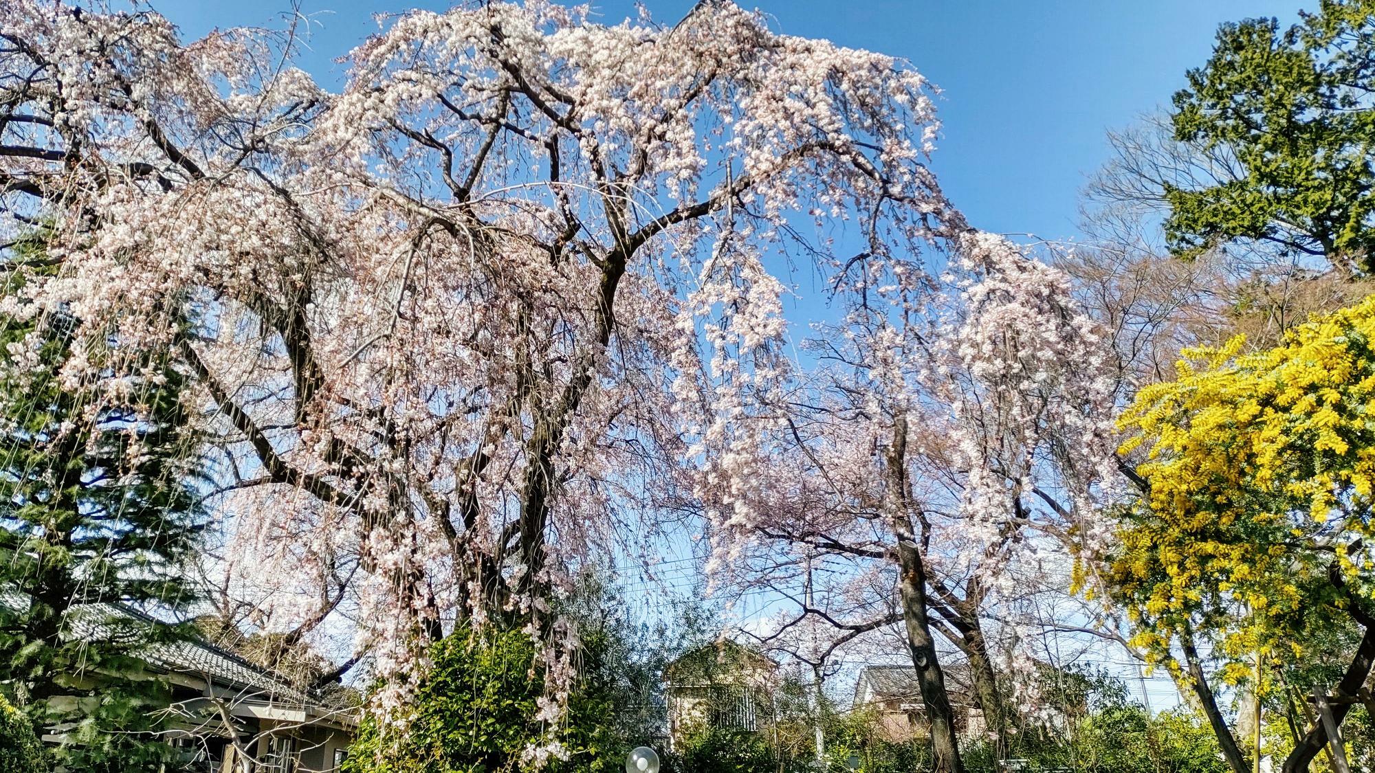 川越市】速報！川越が誇る桜の名所で『しだれ桜』が見頃を迎えています 