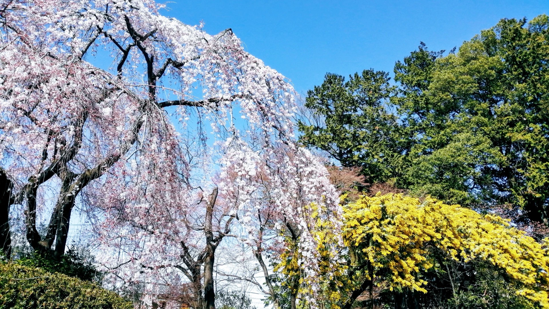 【川越市】速報！川越が誇る桜の名所で『しだれ桜』が見頃を迎え 