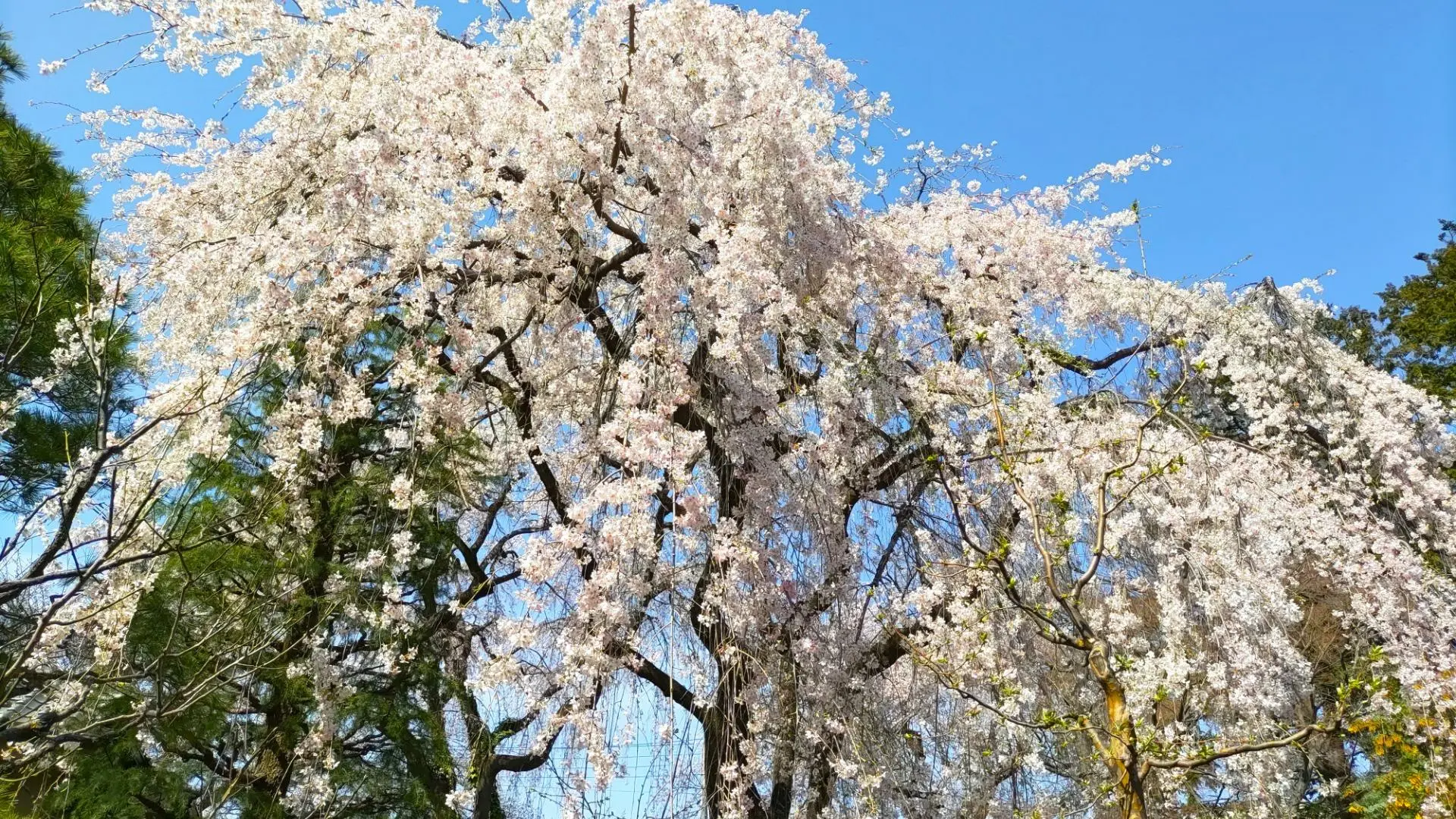 【川越市】2024年春｜まるで桜のシャワー！しだれ桜の名所が見頃 