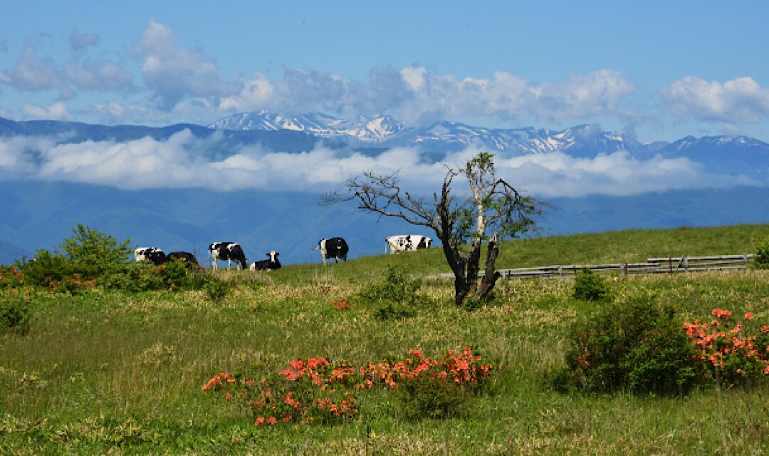 初夏の高ボッチ高原、放牧されている牛、レンゲツツジ【時めぐり】より