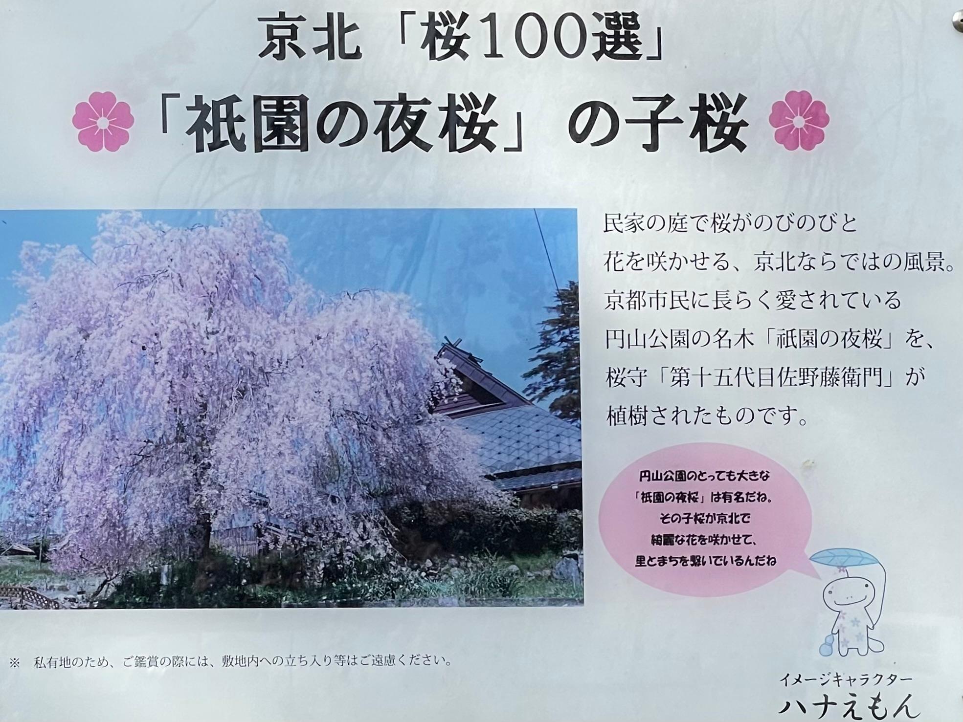 京都市右京区】里山に咲く祇園の血脈。京北の《祇園の夜桜の子桜