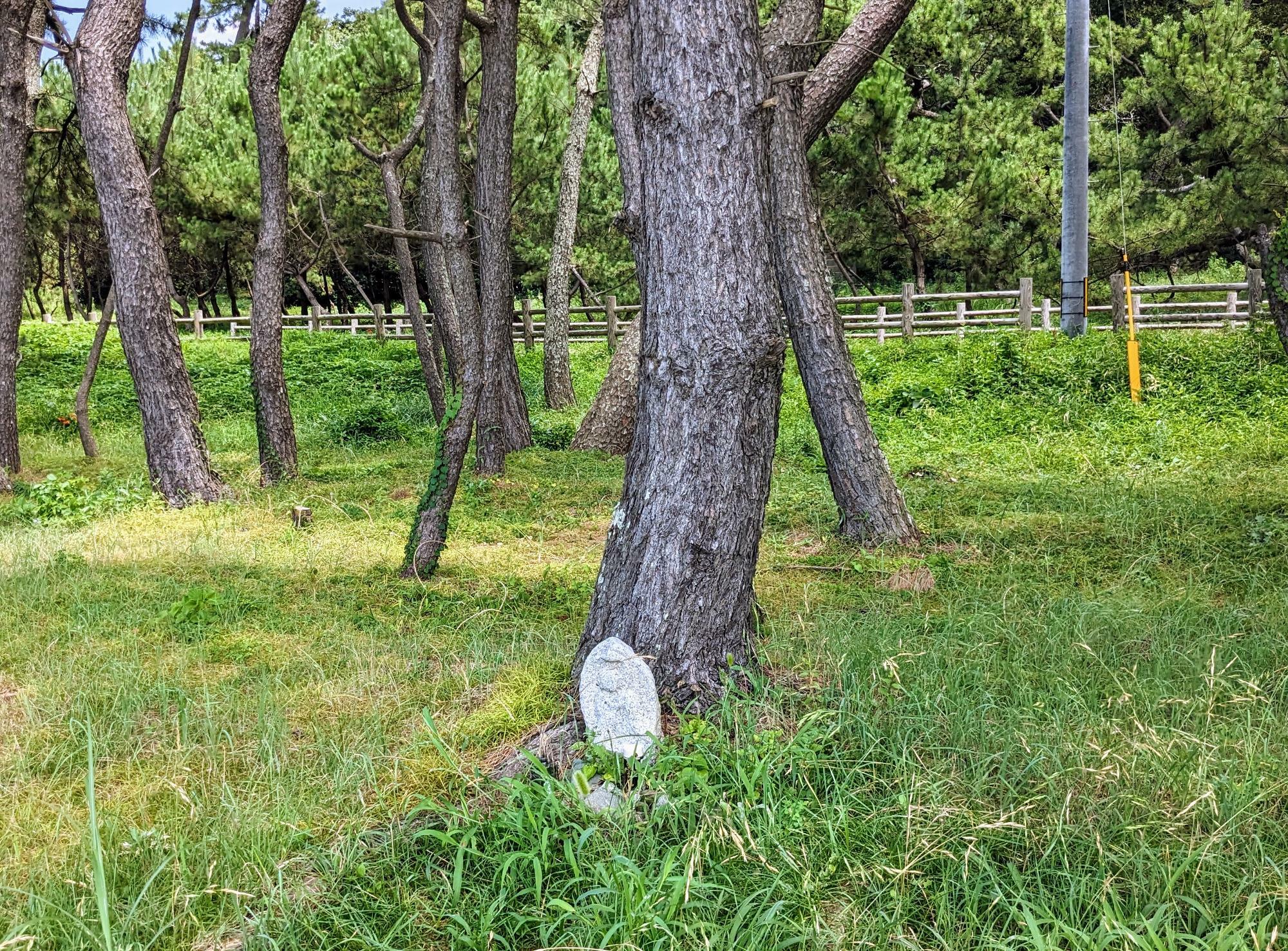 松の根本にさり気なく野仏が置かれていました。