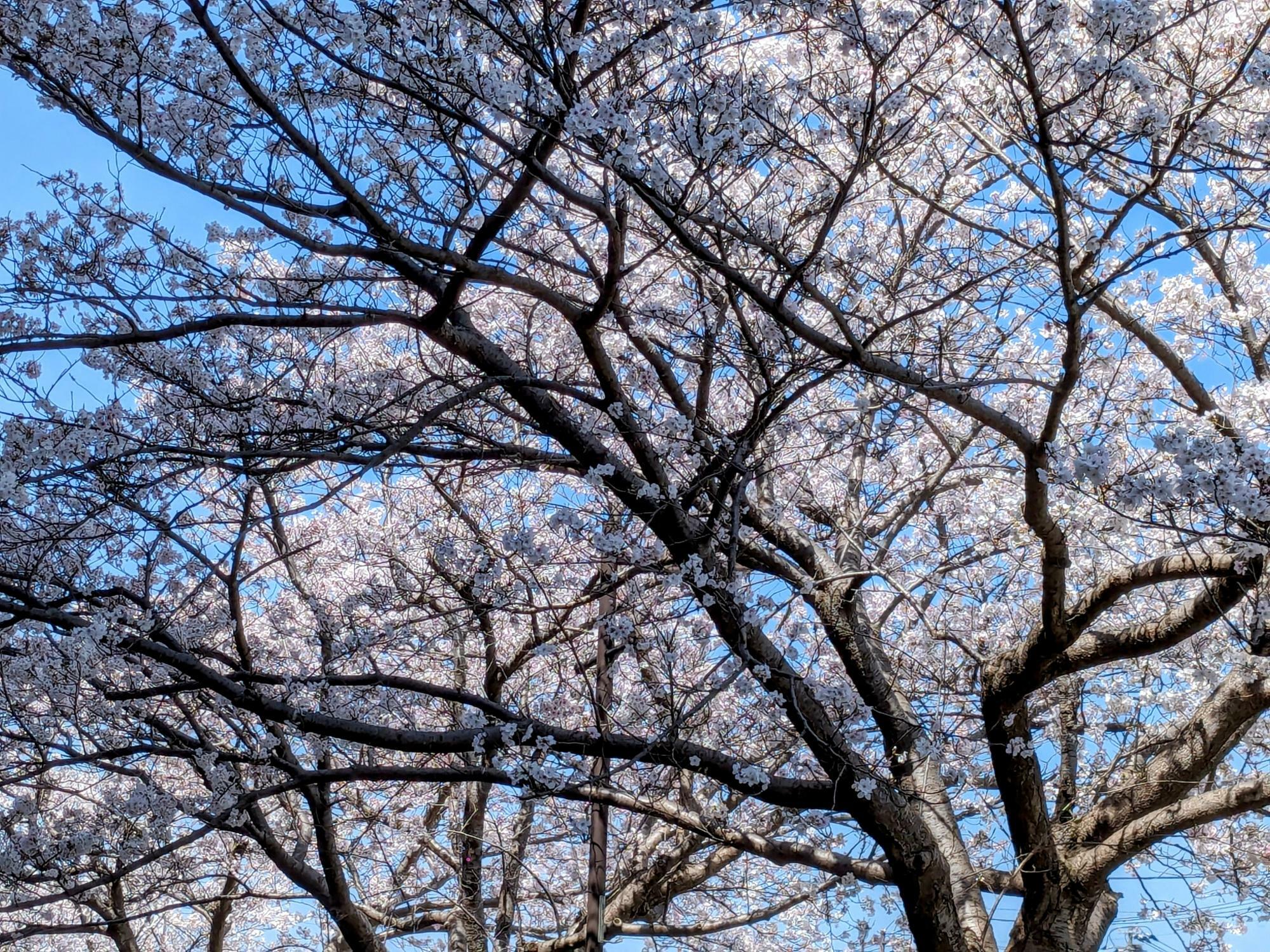 今とばかりに咲きほこる桜