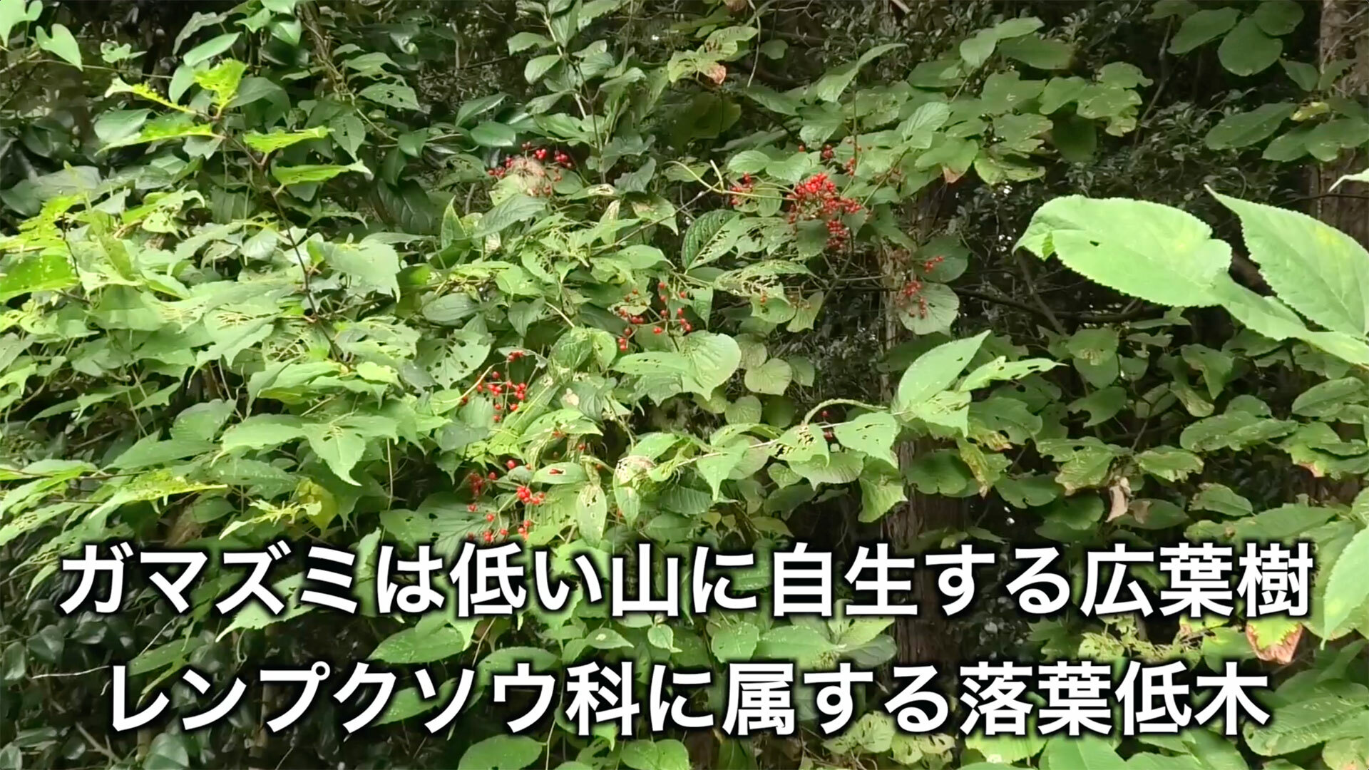 写真の中央に写っている赤い小さな実がついた木がガマズミの木です