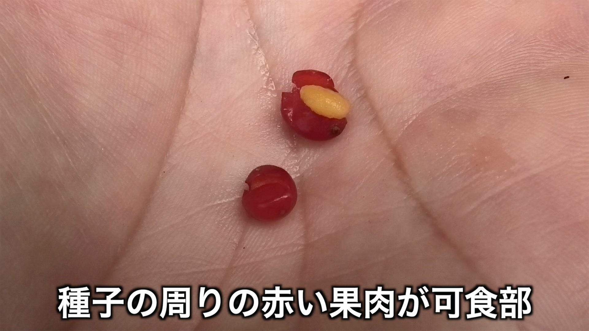 赤い実の中にクリーム色の種が入っている　食べるのは周りの赤い部分