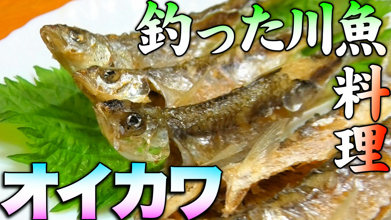 オイカワは数ある川魚の中でも美味しい部類に入る魚です