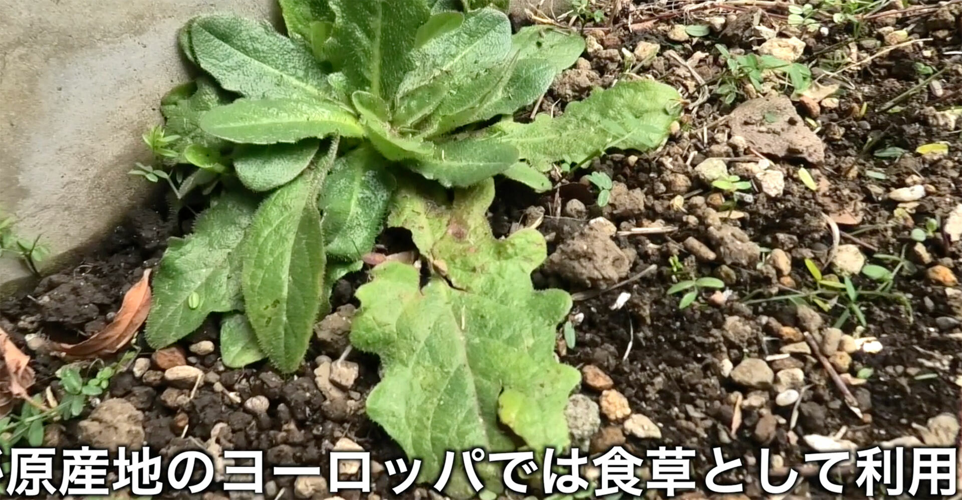日本では雑草扱いだが原産地のヨーロッパではハーブや野菜として食用に利用されている