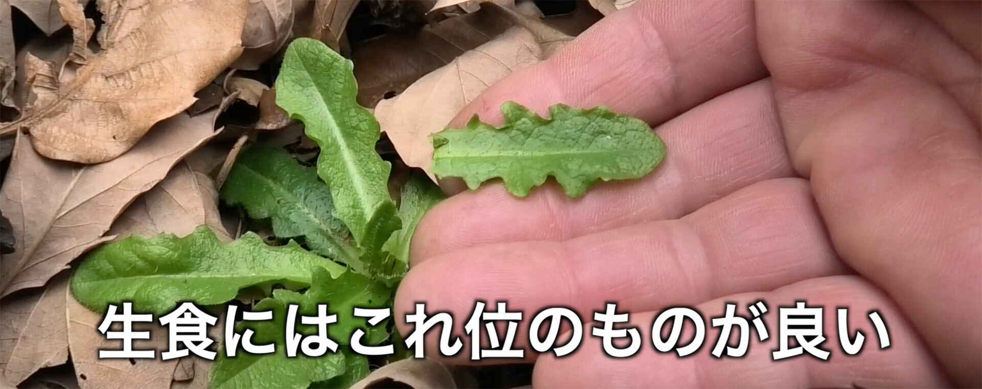 サラダなどに使う生食用なら若い株の柔らかそうな小さな葉を採る